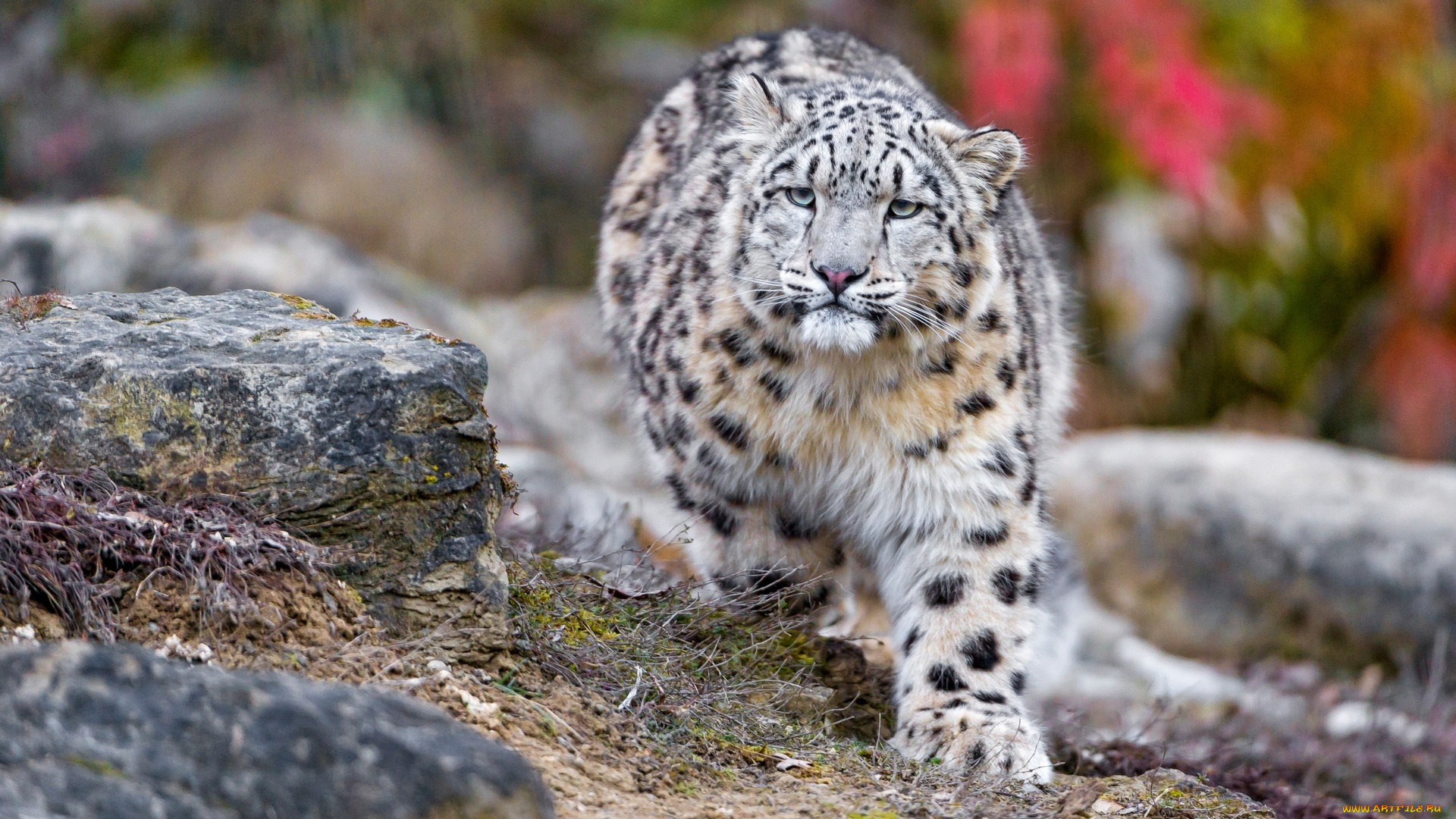 животные, леопарды, земля, камни, профиль, взгляд