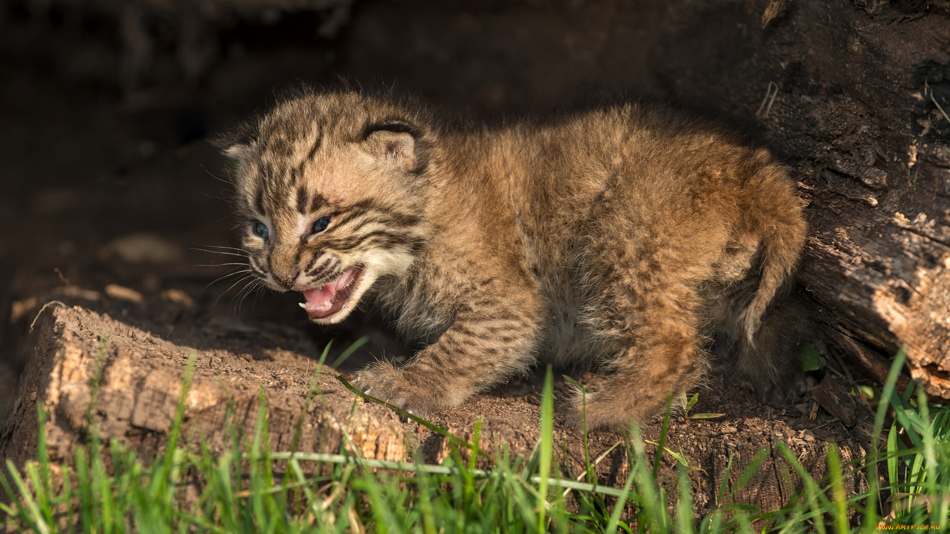 животные, львы, детеныш, растения, трава, полено