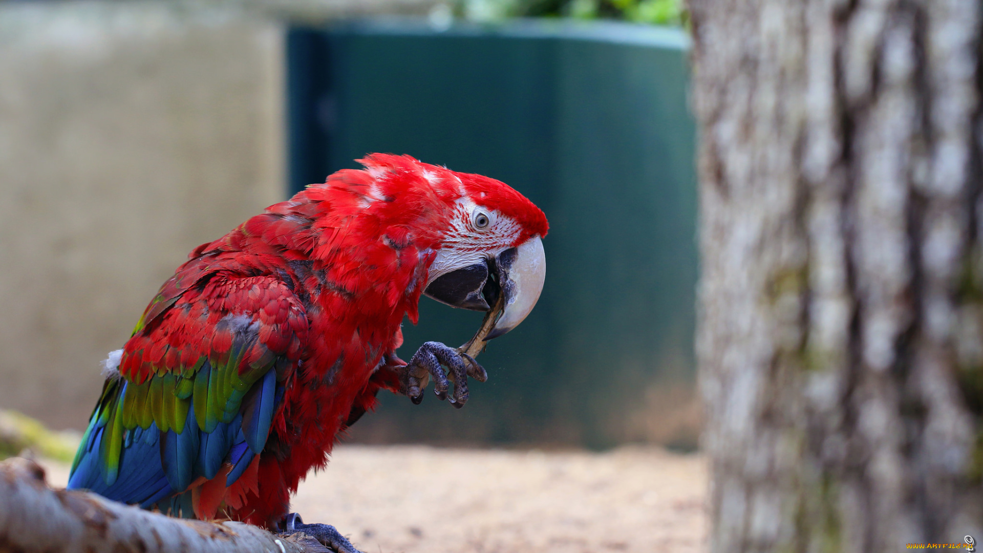 животные, попугаи, попугай, птица, клювик, окрас, перья