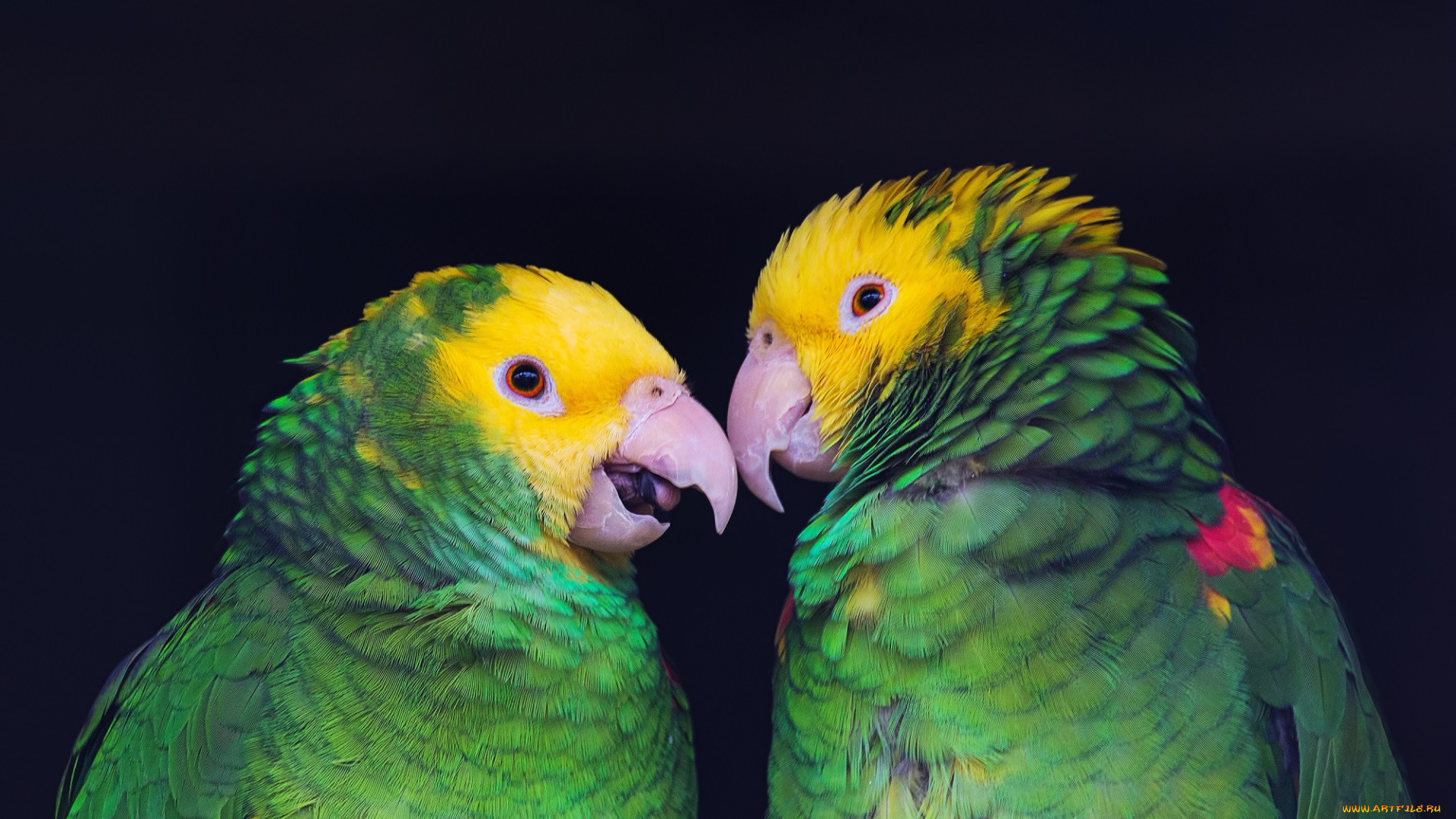 животные, попугаи, птица, клювик, перья, окрас, попугай