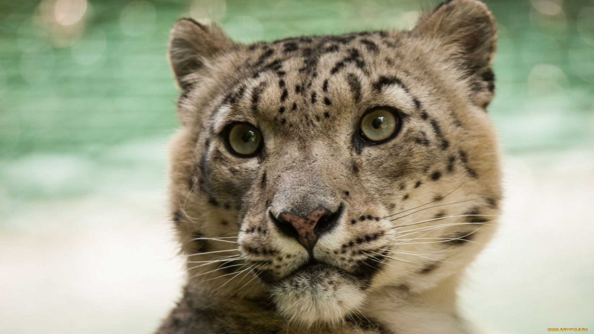 животные, снежный, барс, , ирбис, взгляд, морда, профиль