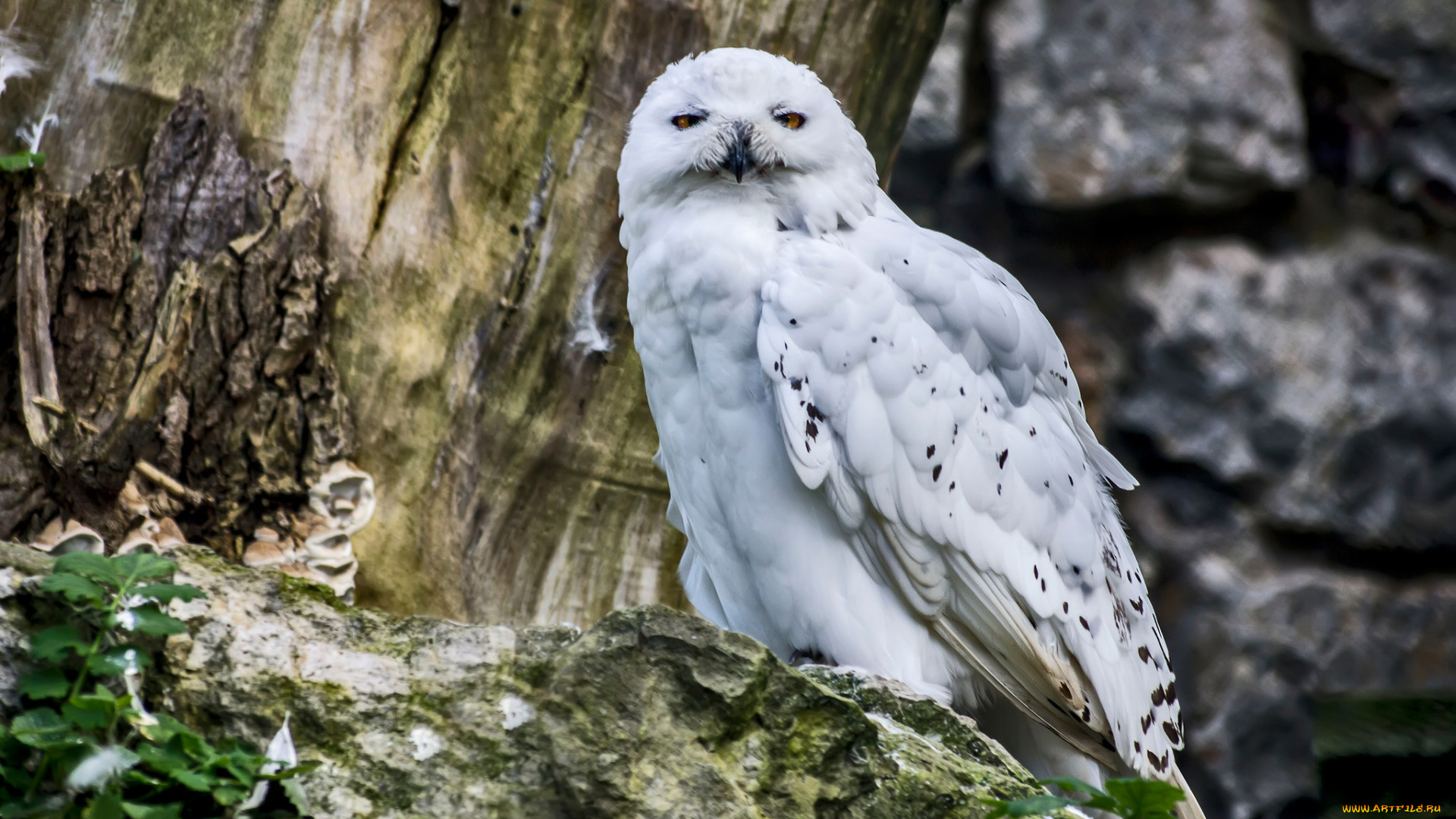 животные, совы, перья, сова, окрас