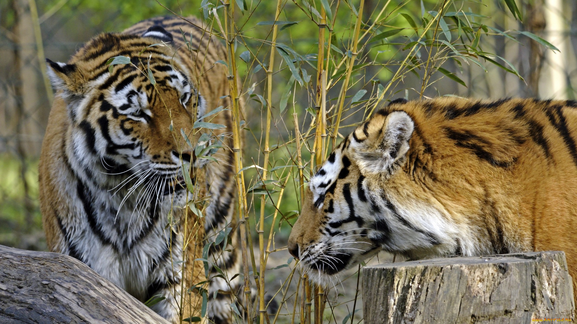 животные, тигры, двое, растения