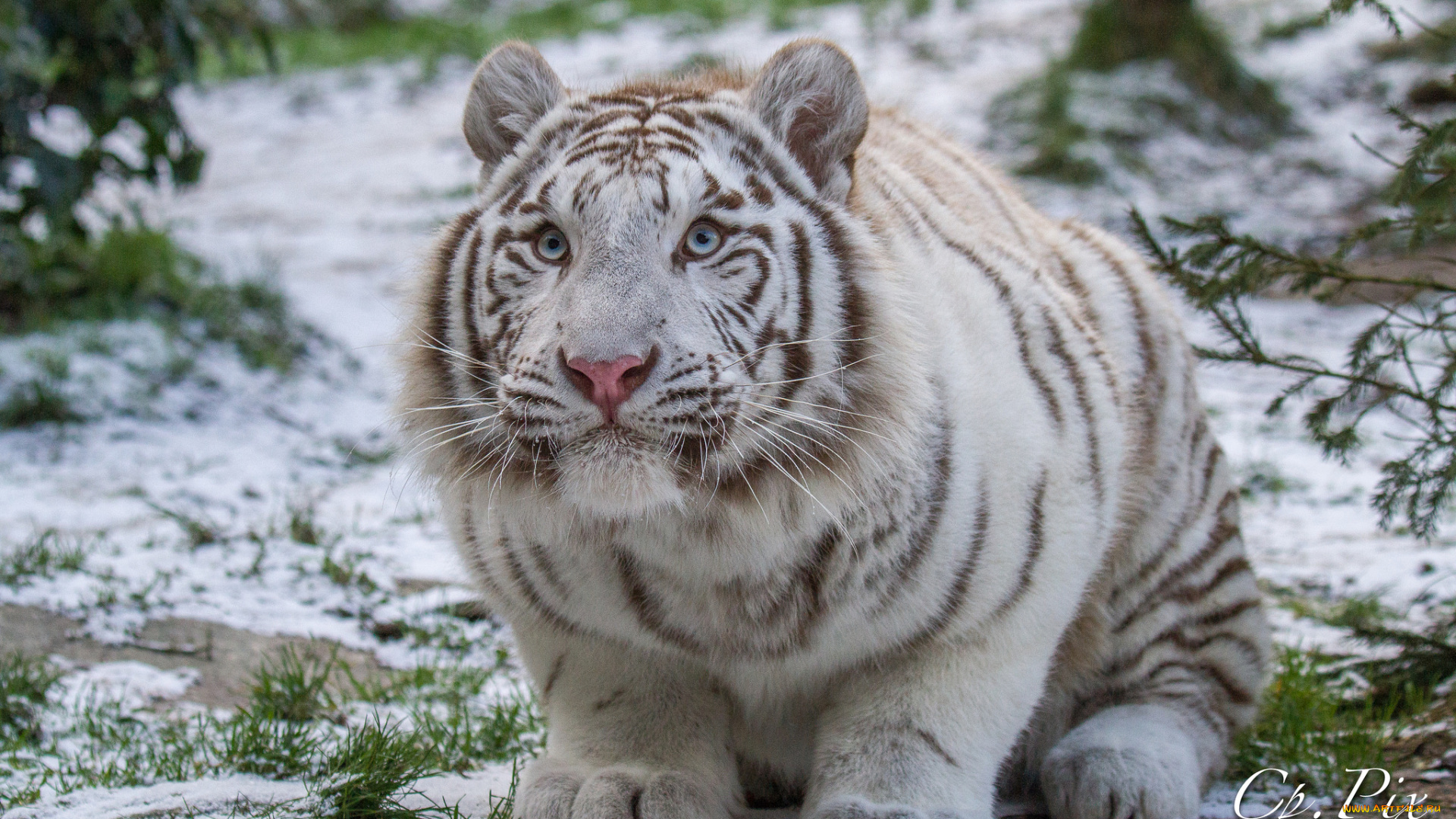 животные, тигры, красивый, белый, тигр, опасный, природа, животное