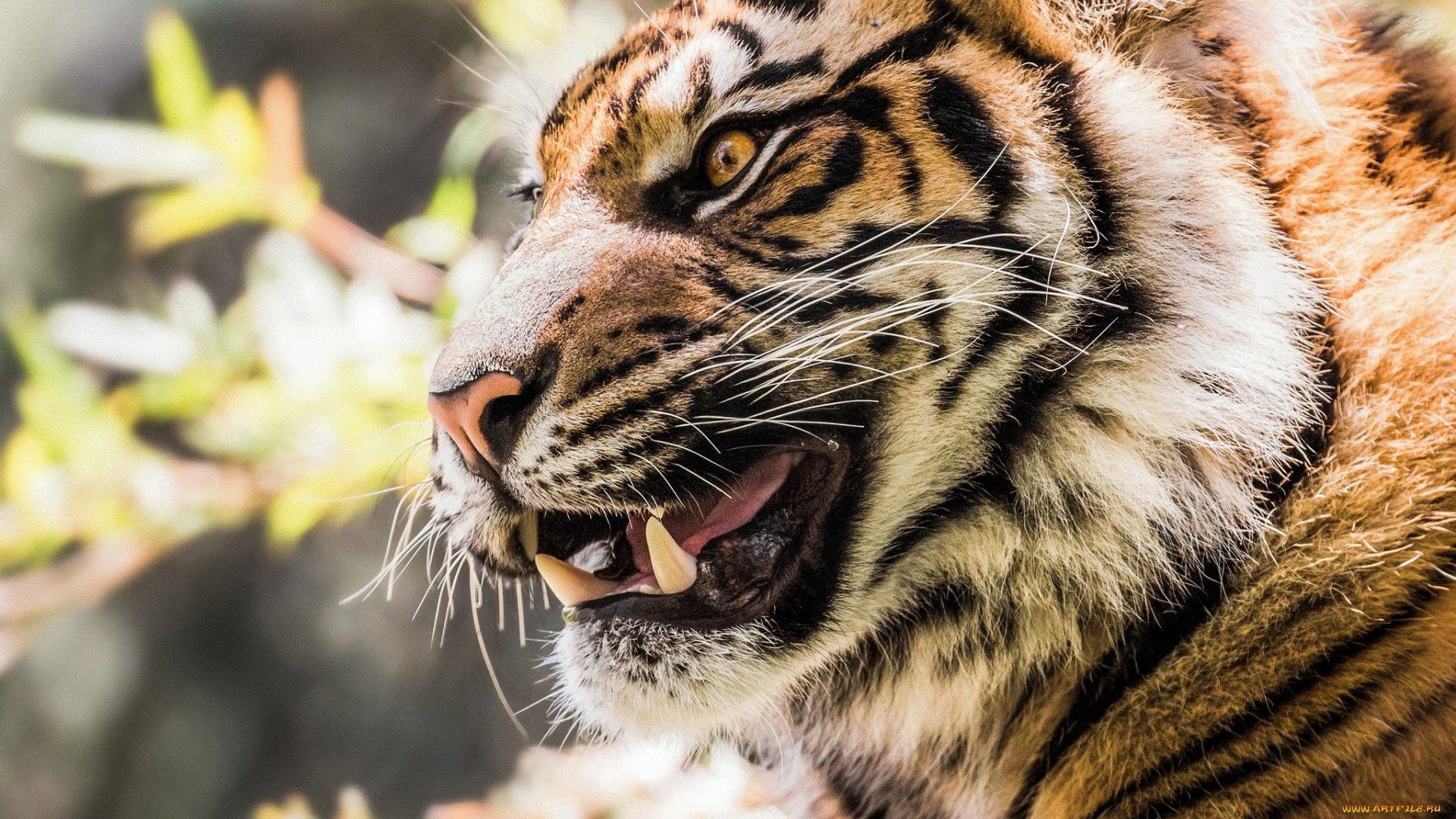 животные, тигры, морда, анфас, растения