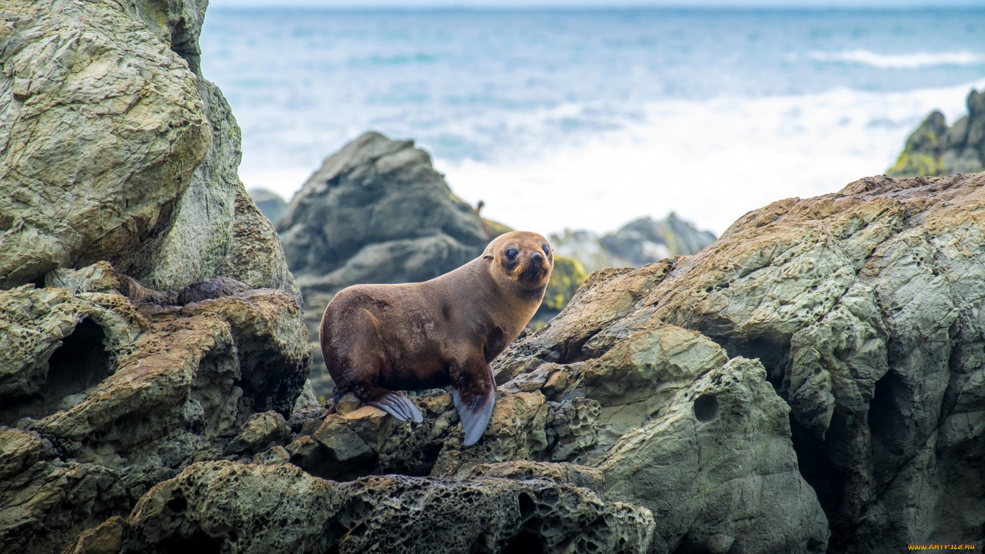 животные, тюлени, , морские, львы, , морские, котики, побережье, водоем