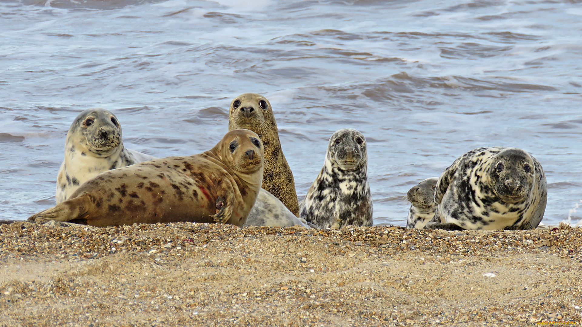 животные, тюлени, , морские, львы, , морские, котики, берег, песок, водоем, много