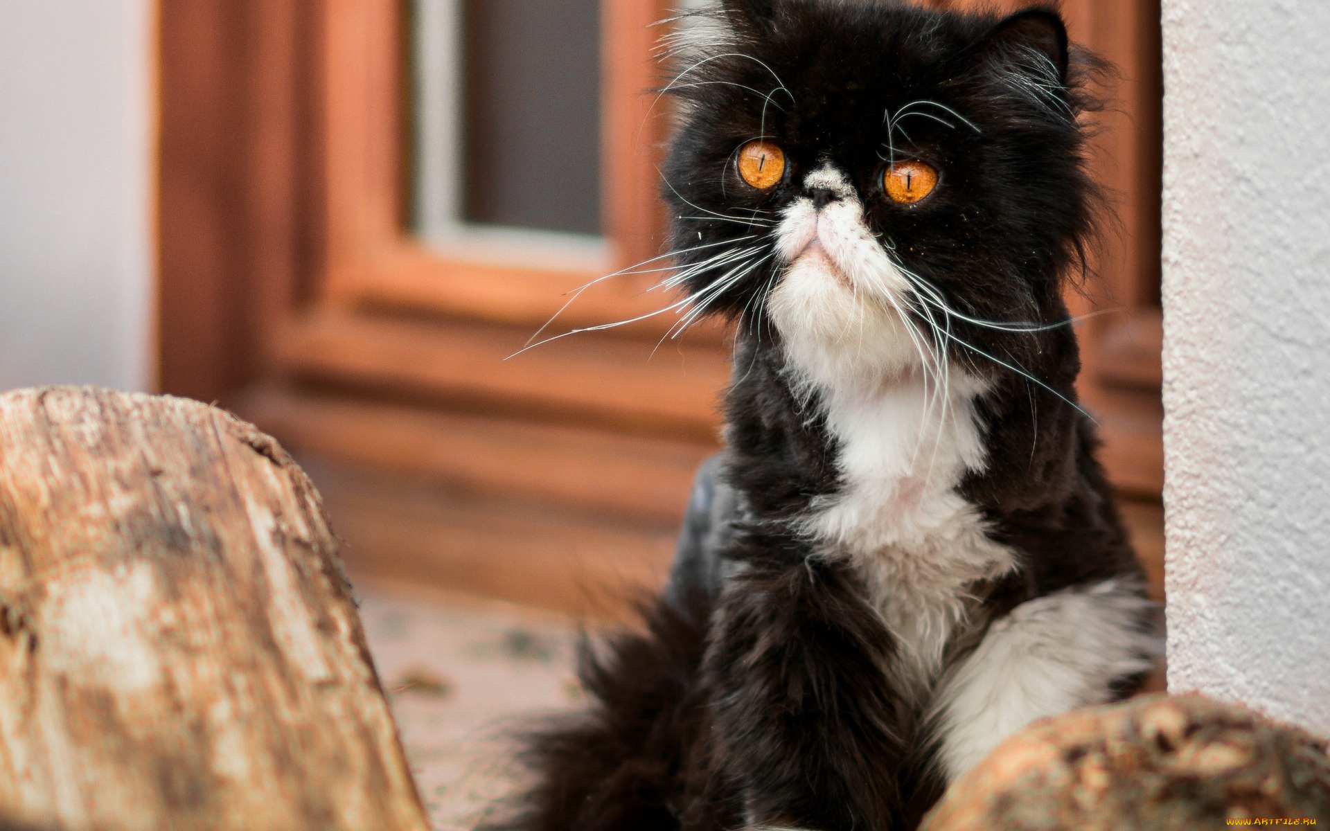 животные, коты, полено, окно, взгляд