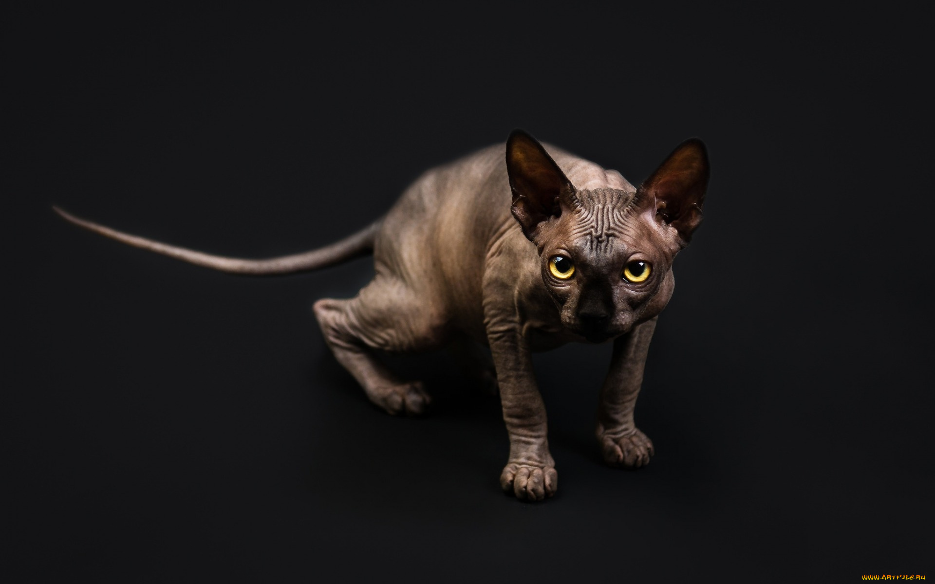 животные, коты, взгляд, черный, фон