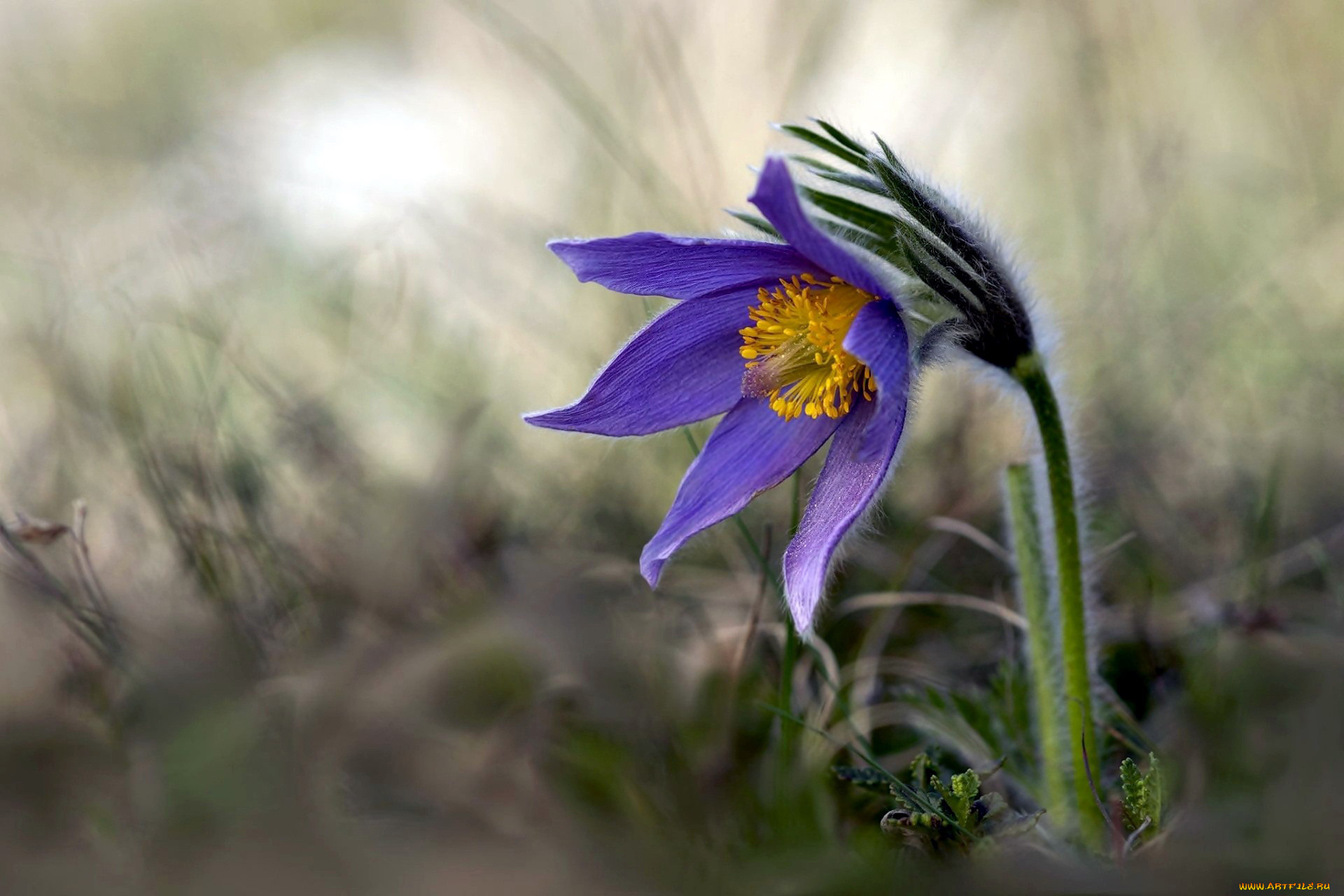 цветы, анемоны, , сон-трава, одиночка, боке, сон-трава