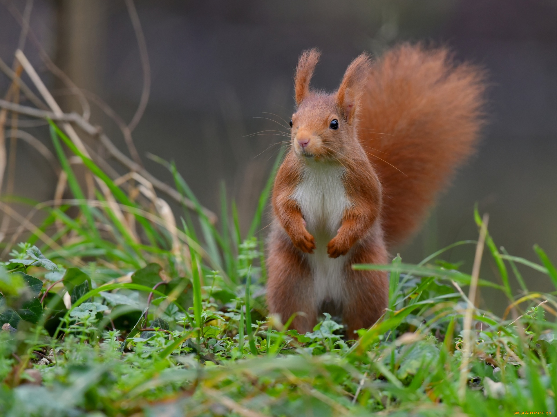 животные, белки, профиль, растения, взгляд