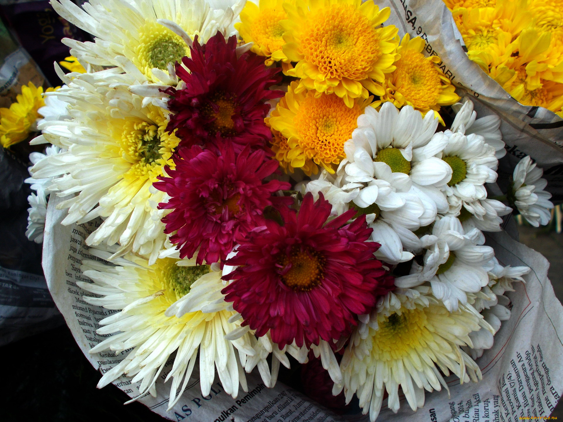 цветы, хризантемы, красный, желтый, белый