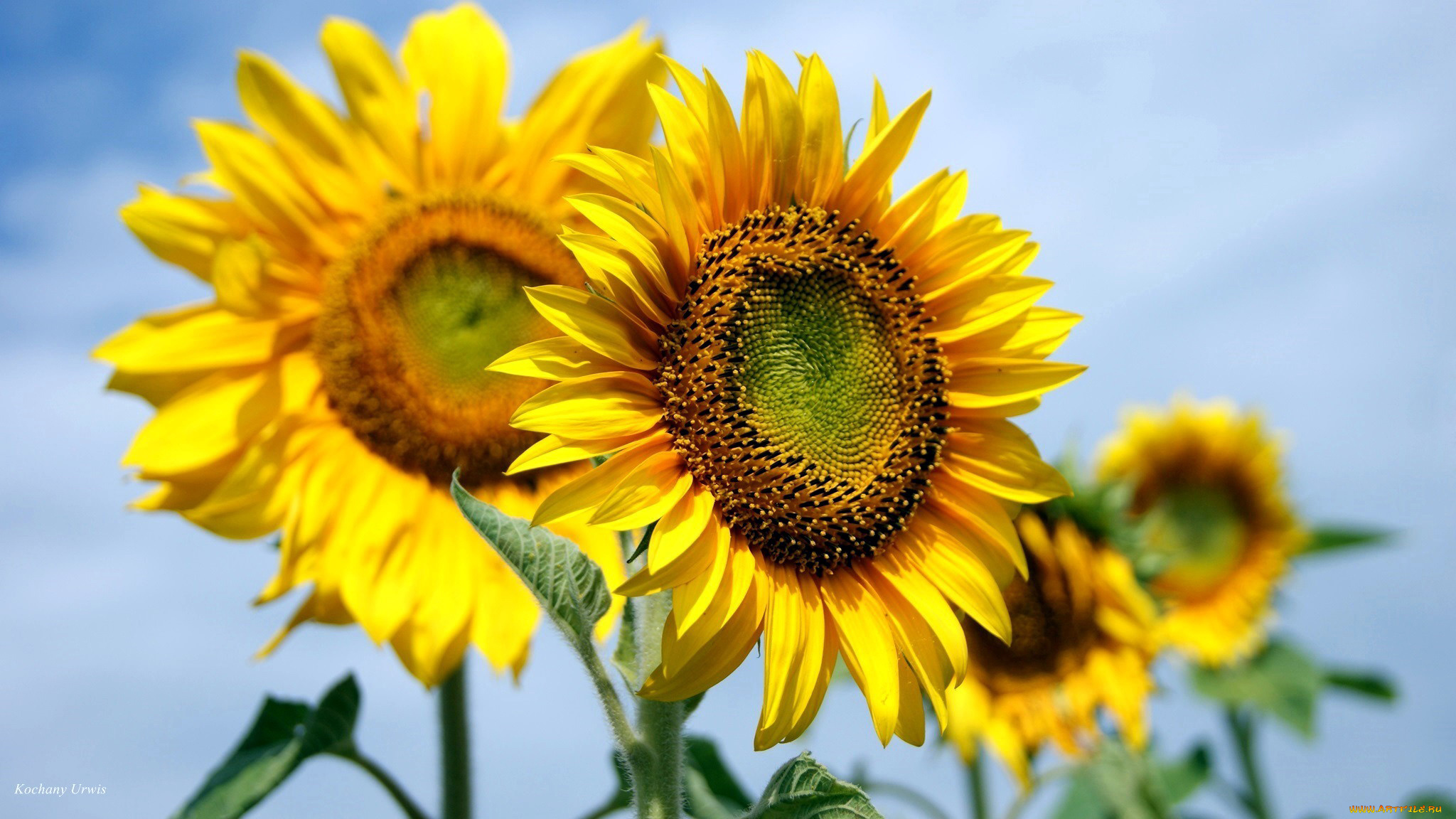цветы, подсолнухи, солнечный