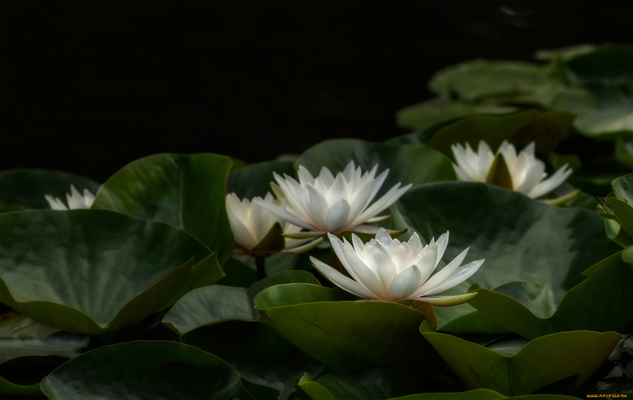 цветы, лилии, водяные, , нимфеи, , кувшинки, природа, вода, цветение, листья, кувшинка