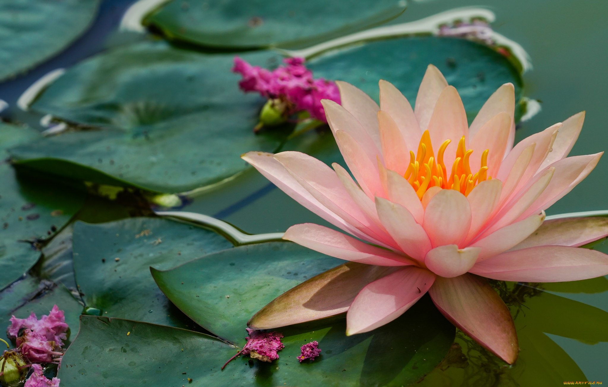 цветы, лилии, водяные, , нимфеи, , кувшинки, природа, листья, вода, цветение, кувшинка