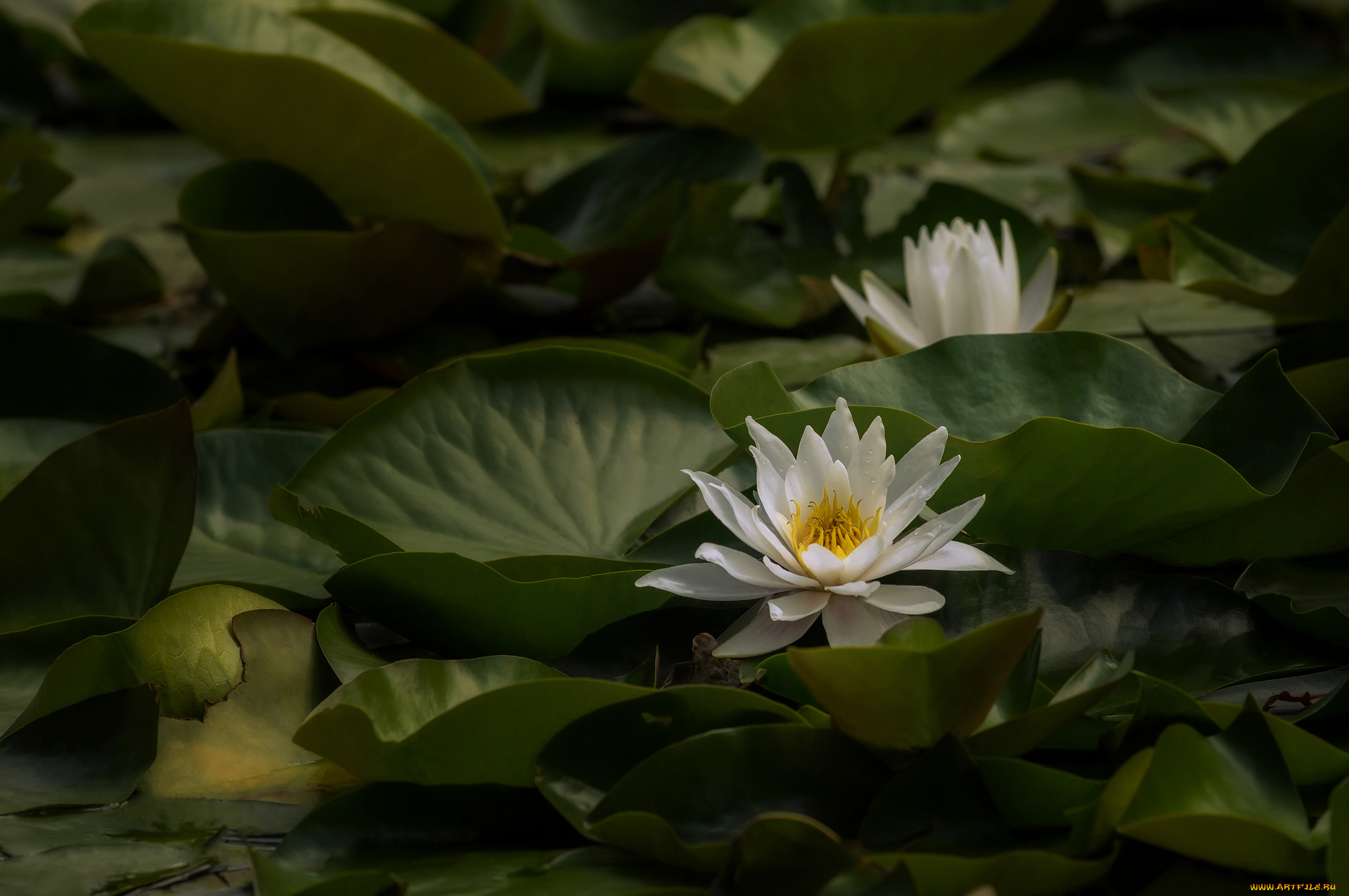 цветы, лилии, водяные, , нимфеи, , кувшинки, природа, цветение, листья, вода, кувшинка