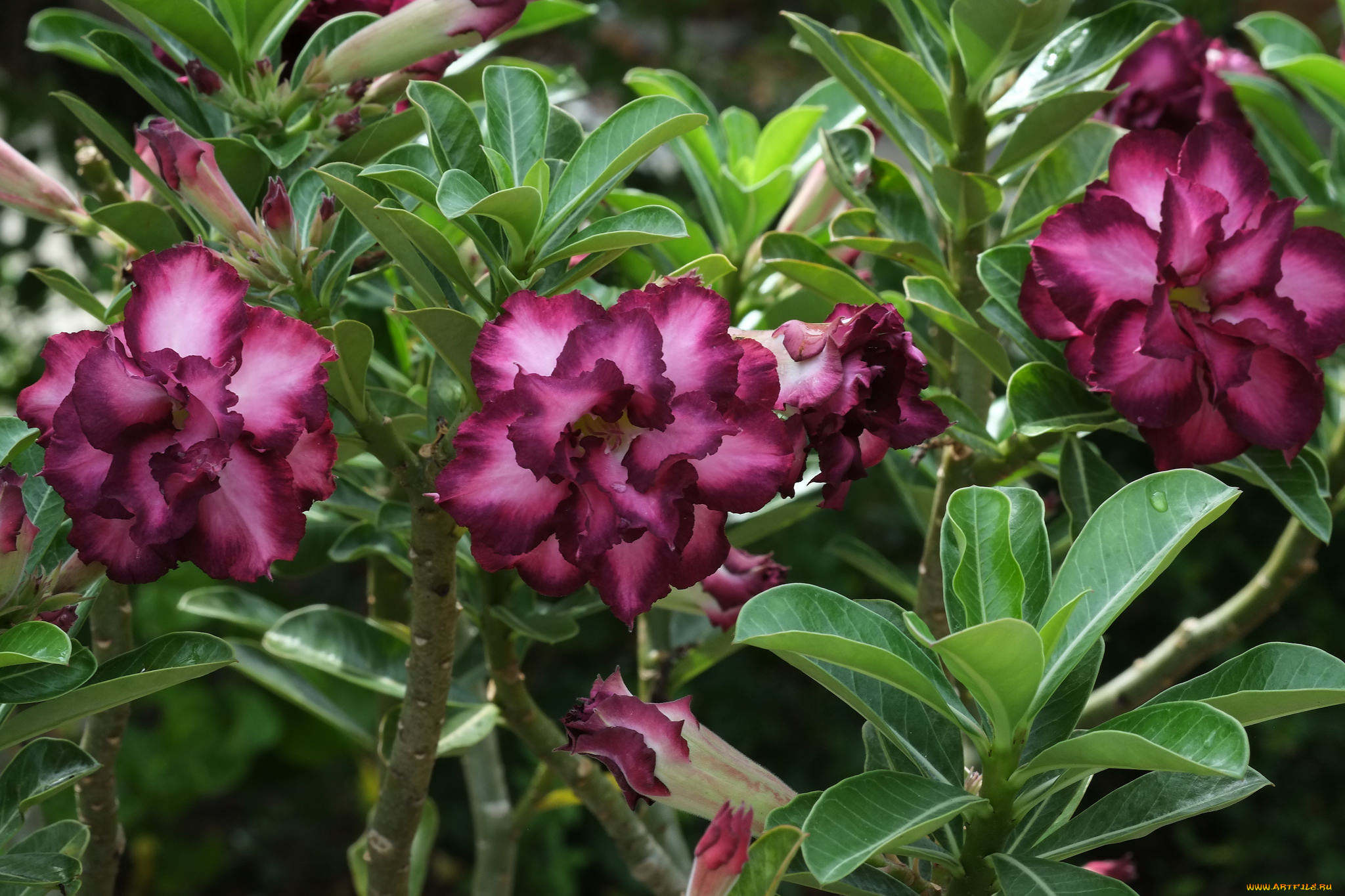 цветы, адениум, , мандевилла, цветение, пустынная, роза