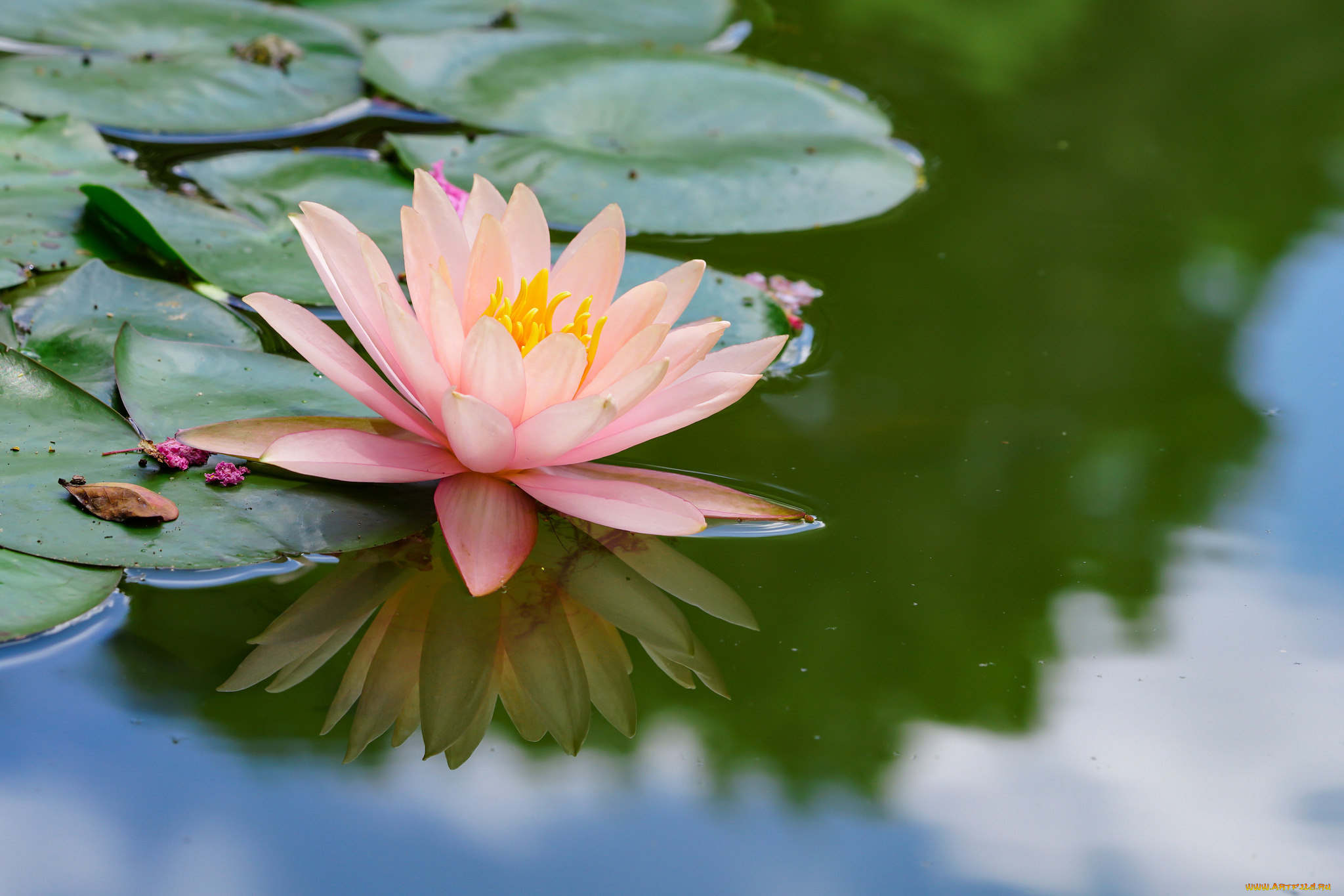 цветы, лилии, водяные, , нимфеи, , кувшинки, природа, вода, цветение, листья, кувшинка