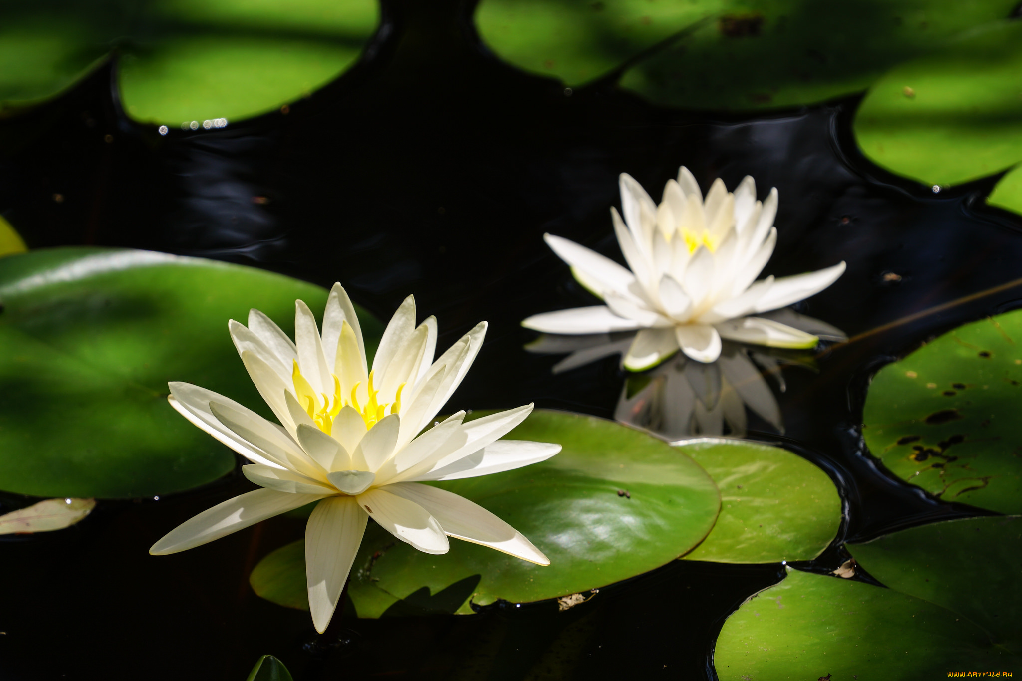 цветы, лилии, водяные, , нимфеи, , кувшинки, вода, природа, цветение, листья, кувшинка