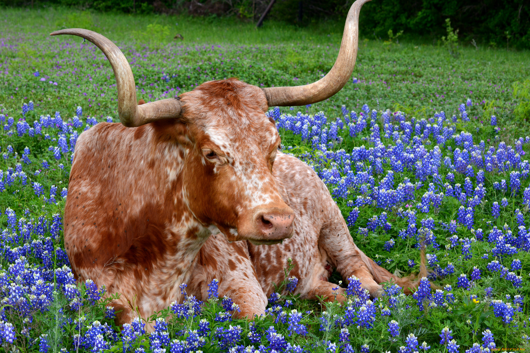 животные, коровы, , буйволы, большой, бык, рога, животное