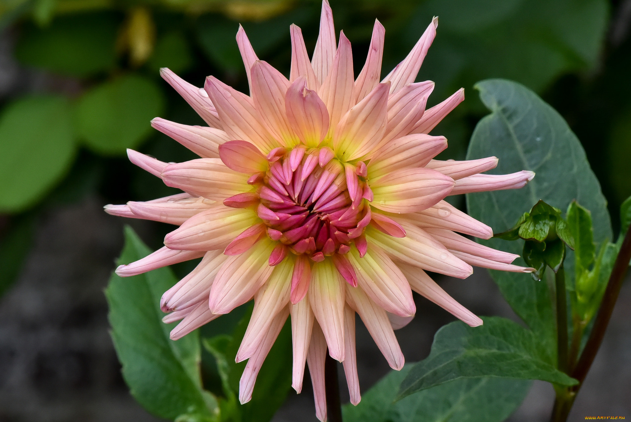 цветы, георгины, бутоны, лепестки, цветение, георгин