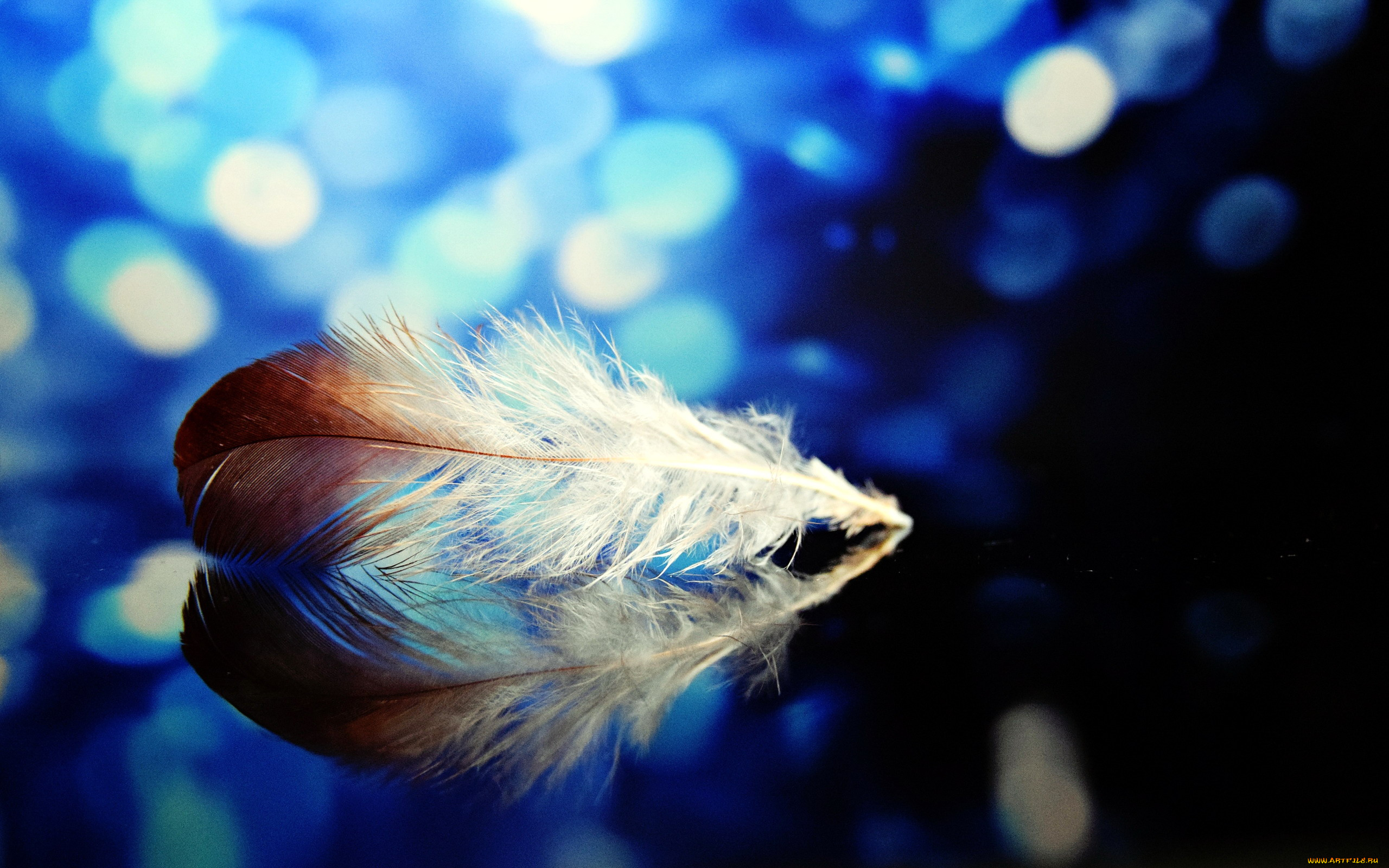 разное, перья, отражение