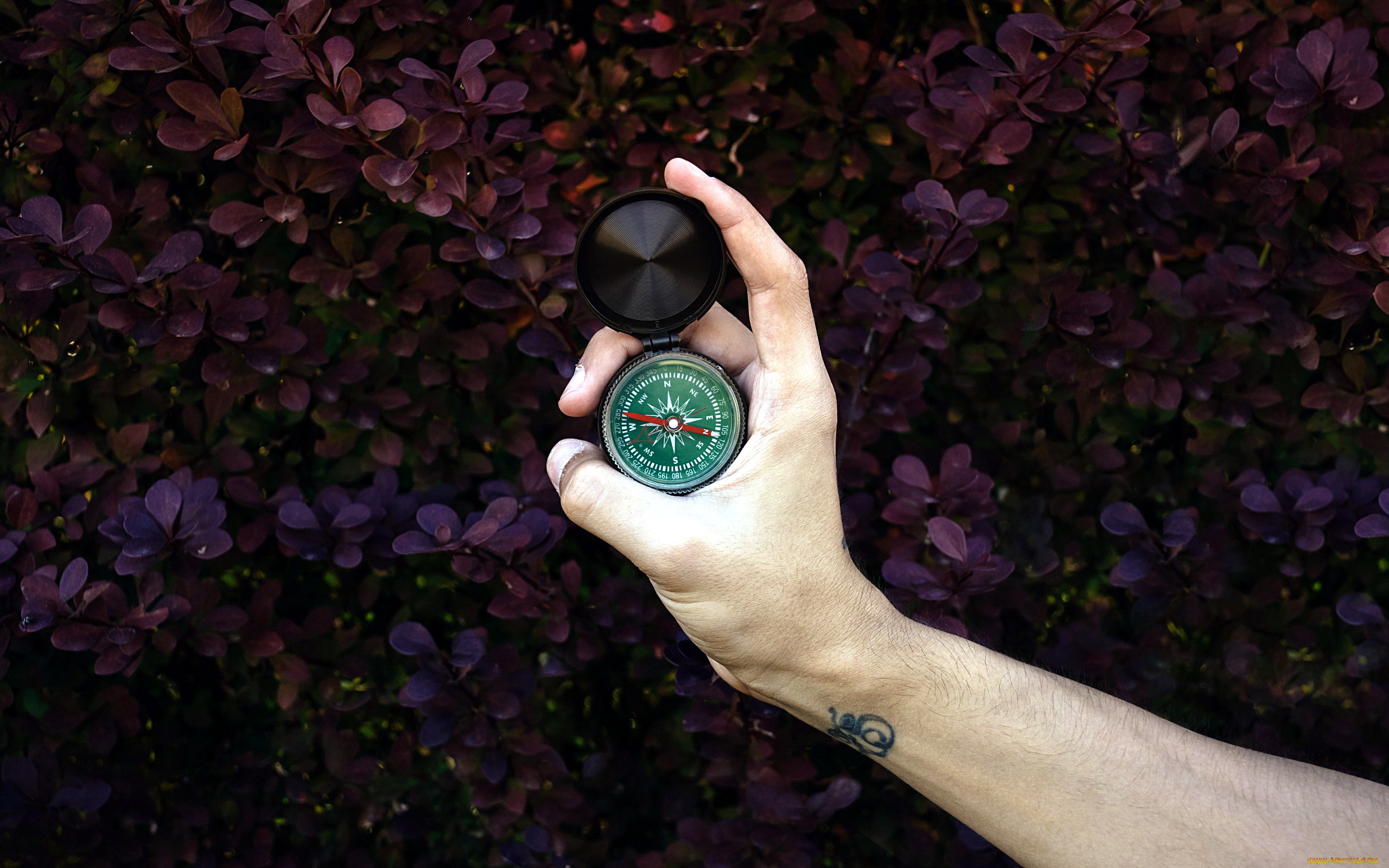 разное, руки, рука, тату, компас