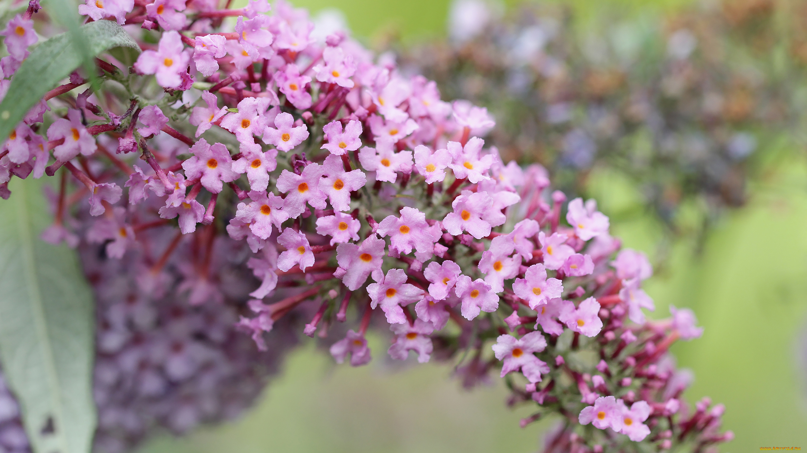 цветы, будлея, , осенняя, сирень, ветка