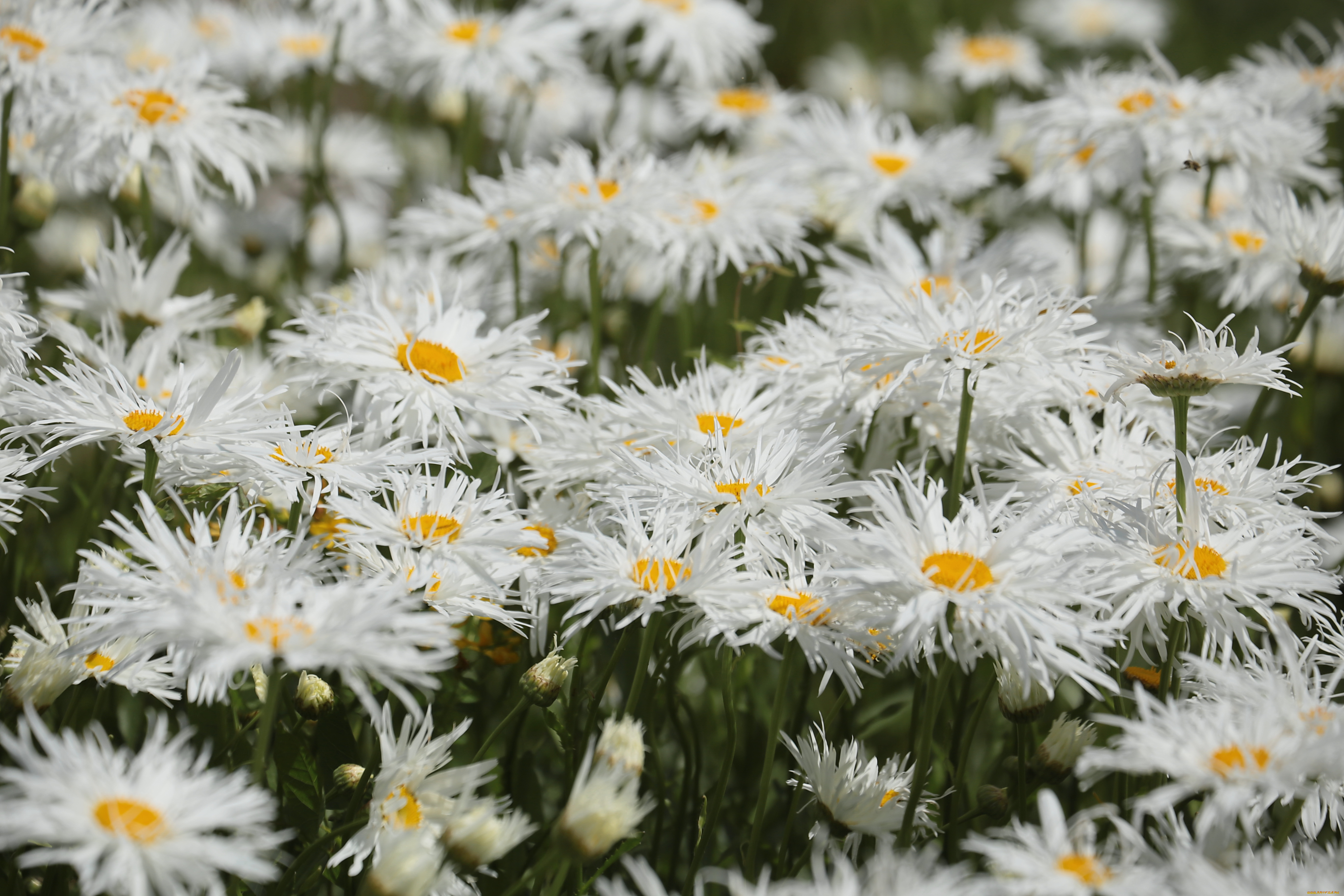 цветы, ромашки, цветение, лепестки, белая, ромашка