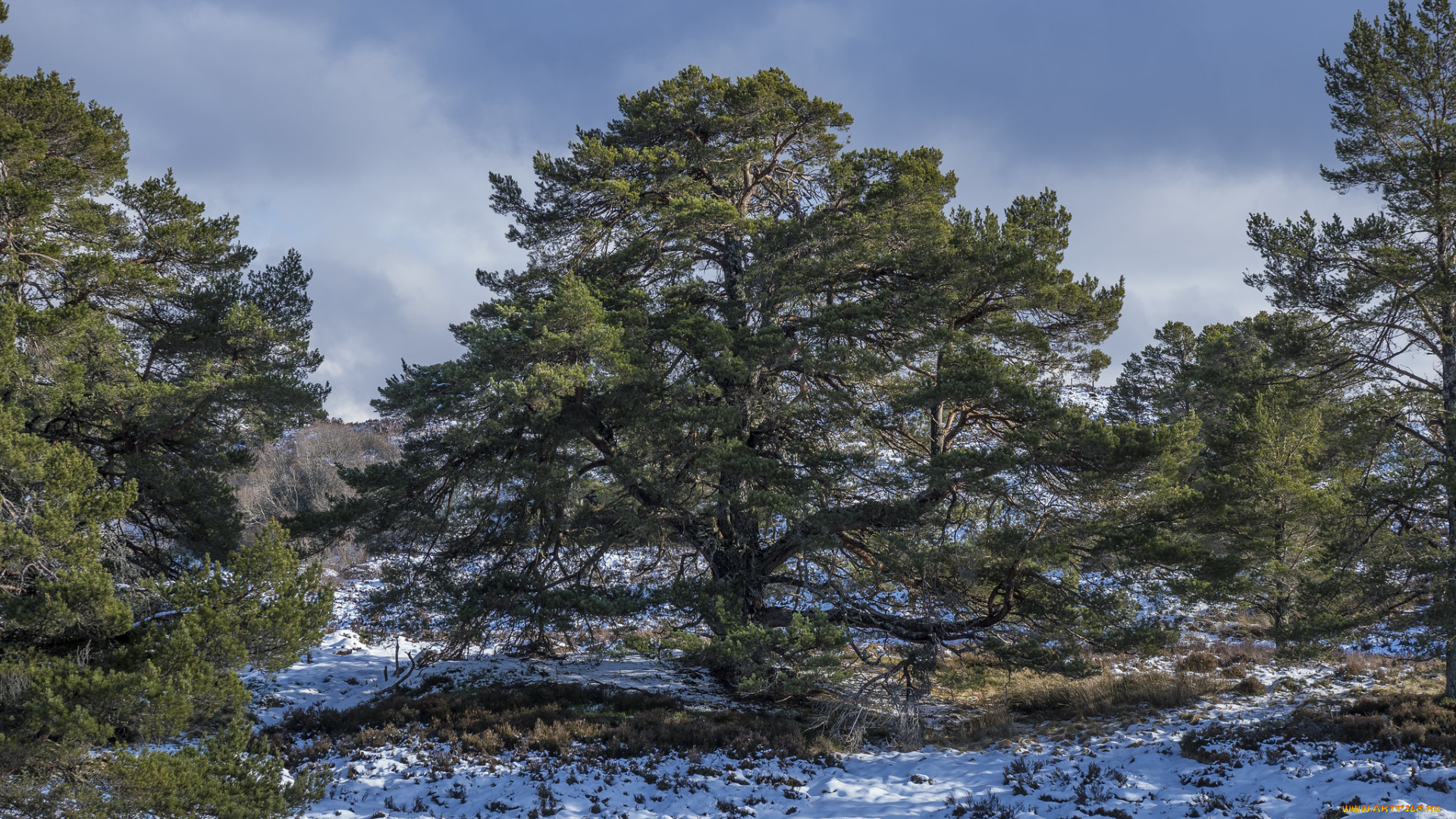природа, деревья, простор