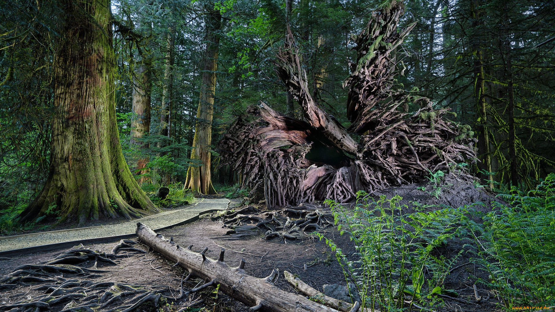 природа, лес, простор