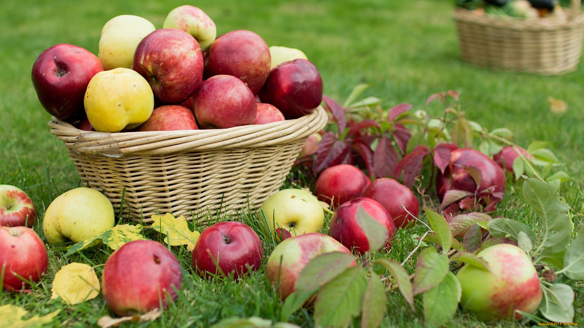 еда, яблоки, трава, корзинка, ассорти, урожай