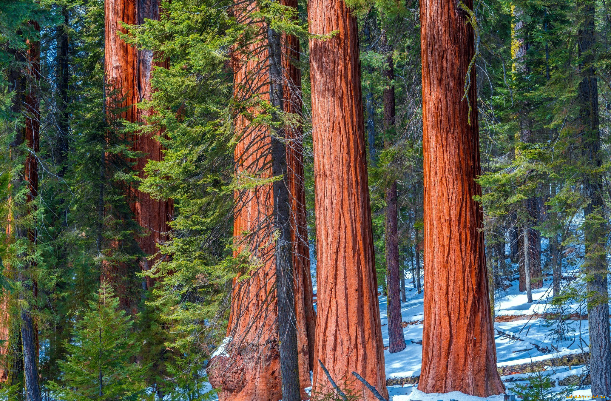 природа, лес, стволы, снег