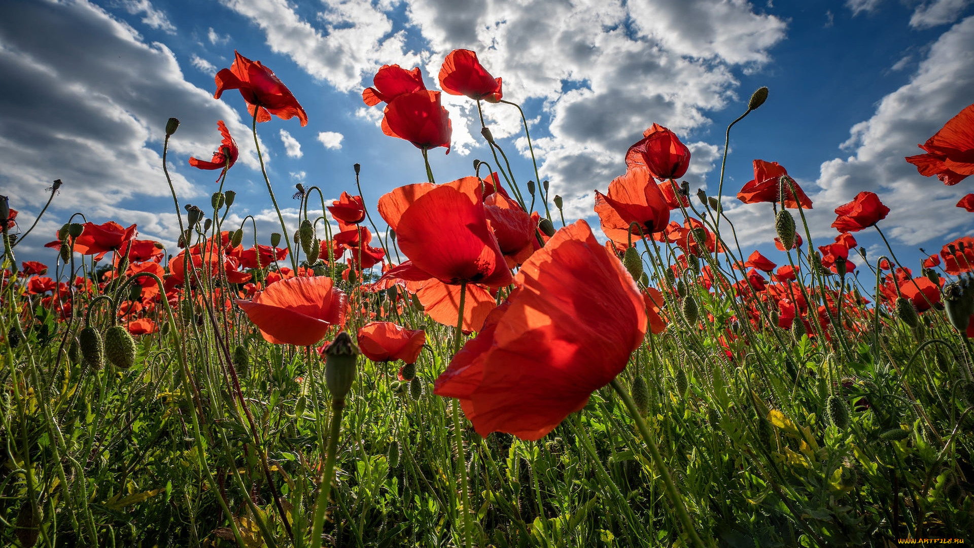 цветы, маки, лук, облака, небо