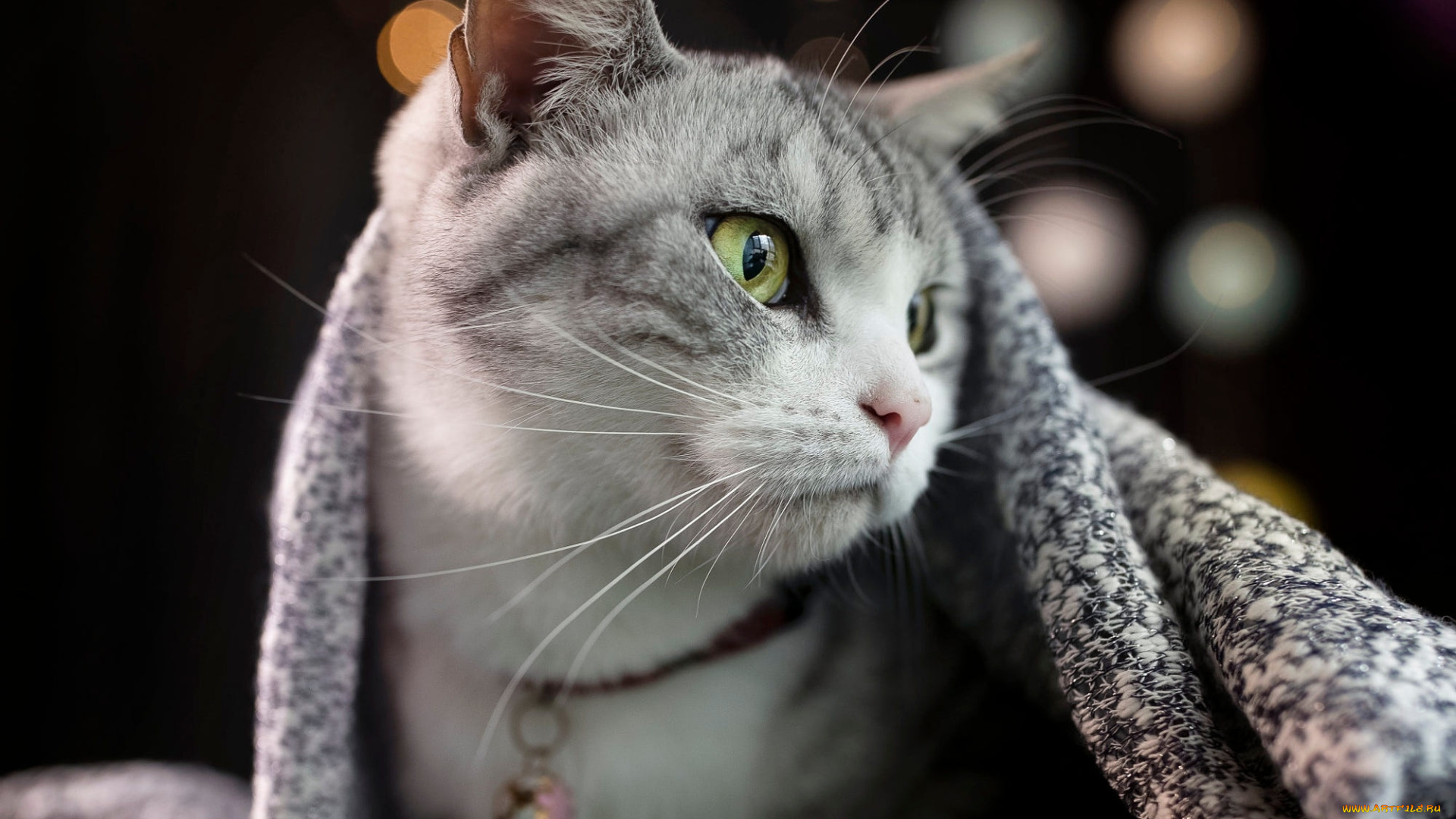 животные, коты, кот, кошка