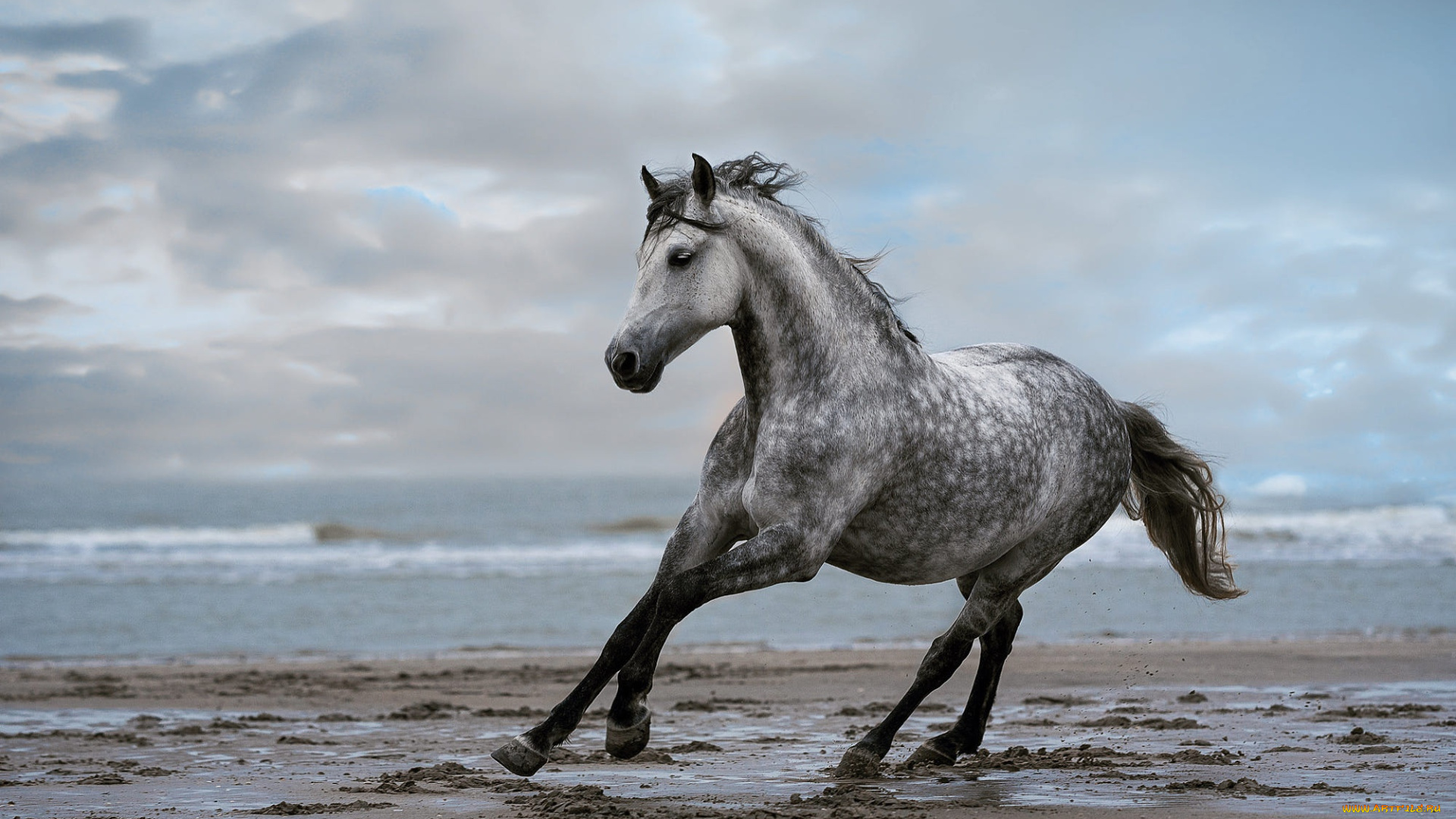 животные, лошади, лошадь