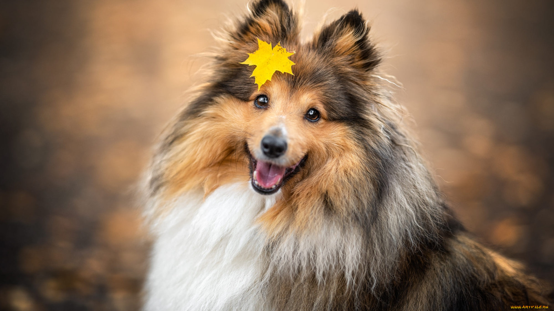 животные, собаки