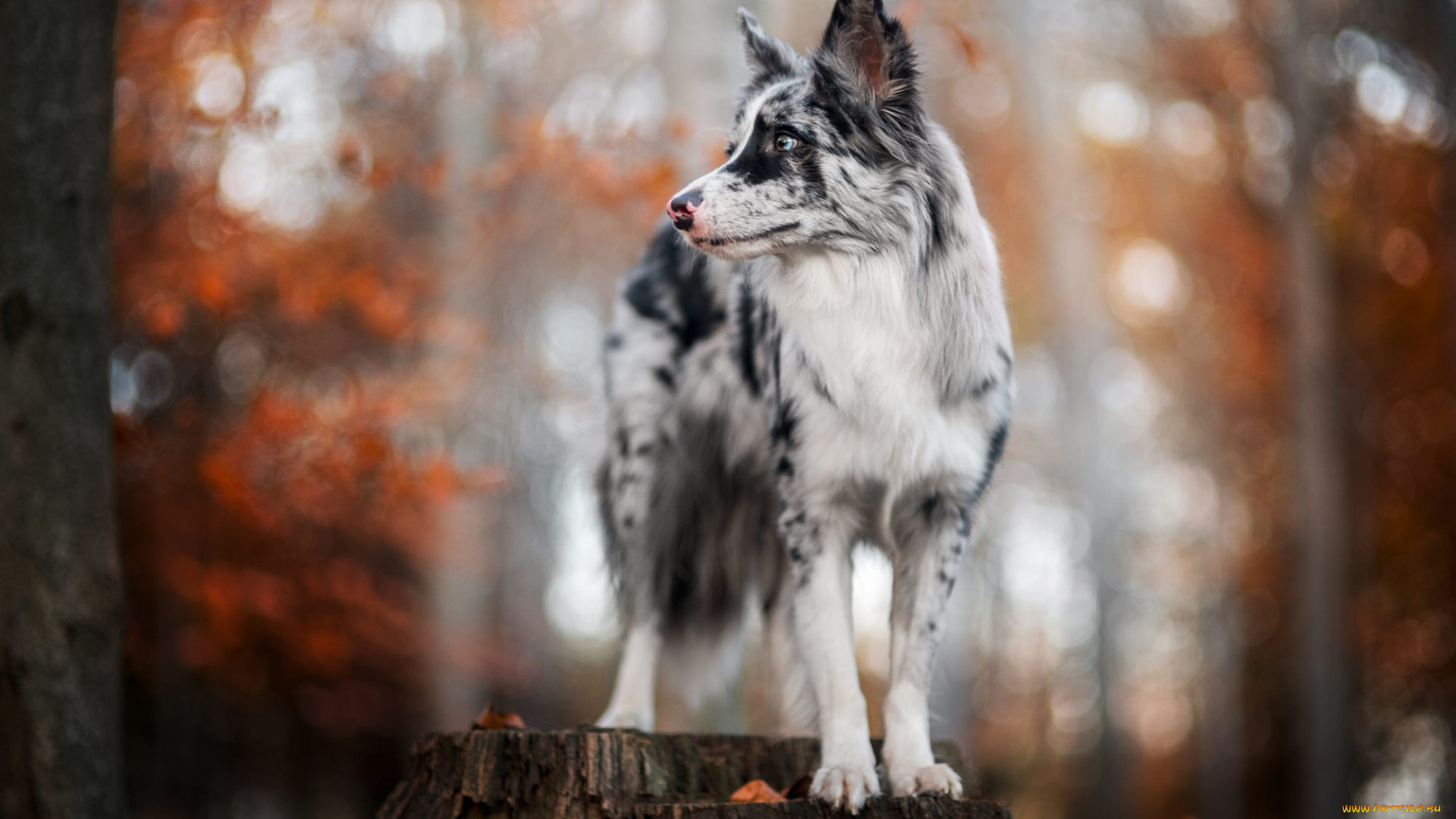 животные, собаки, собака