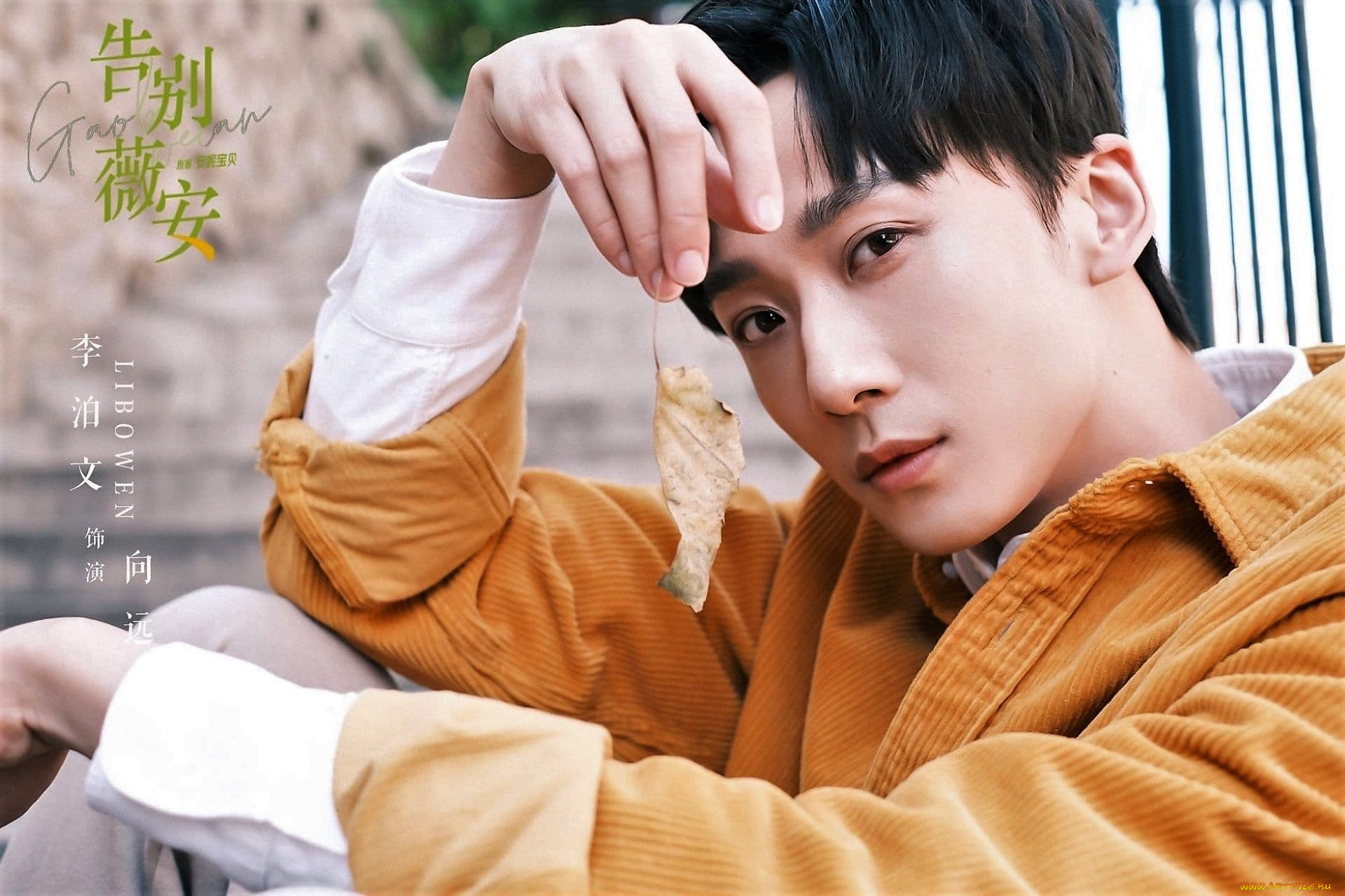 мужчины, li, bo, wen, актер, куртка, листик