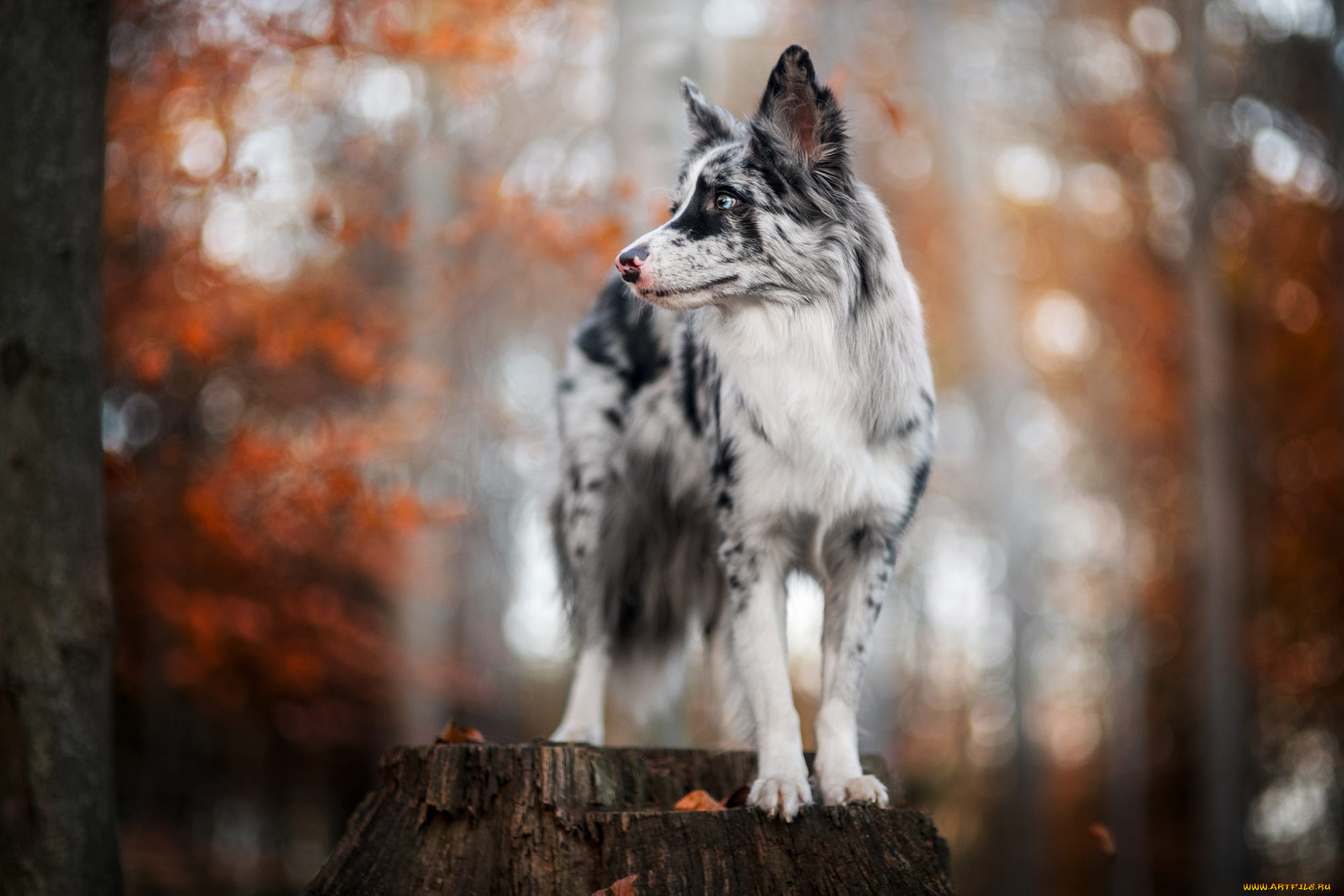 животные, собаки, собака