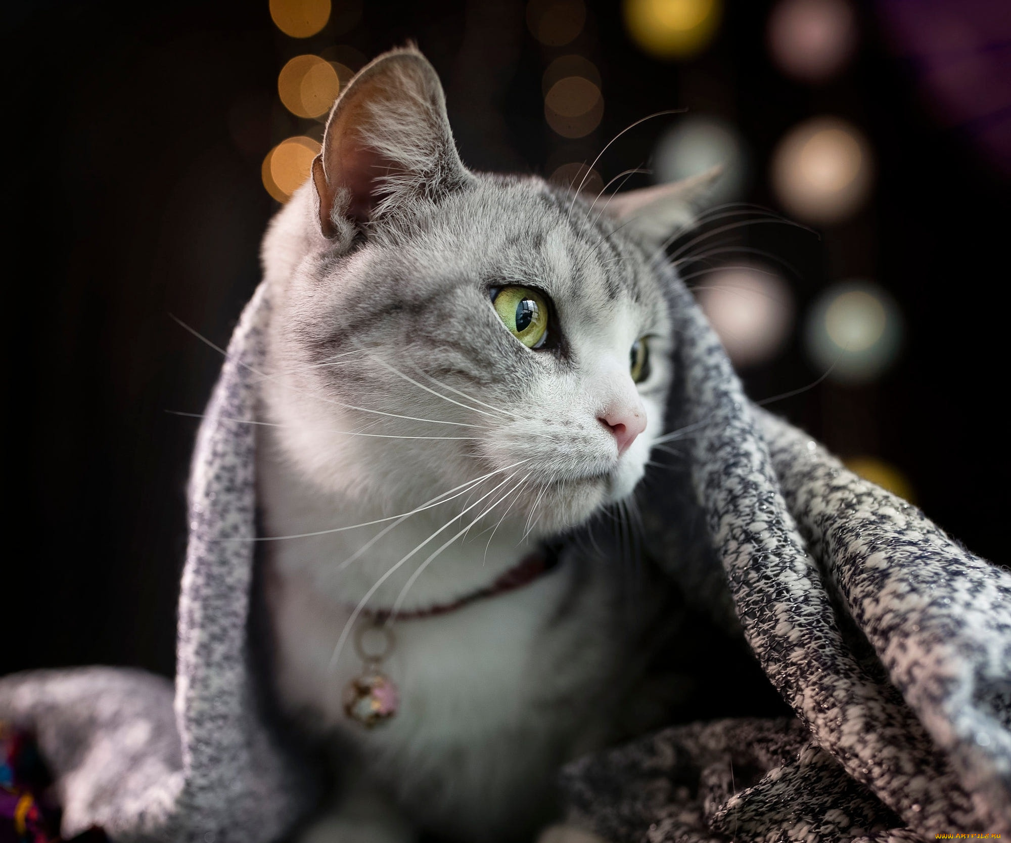 животные, коты, кот, кошка