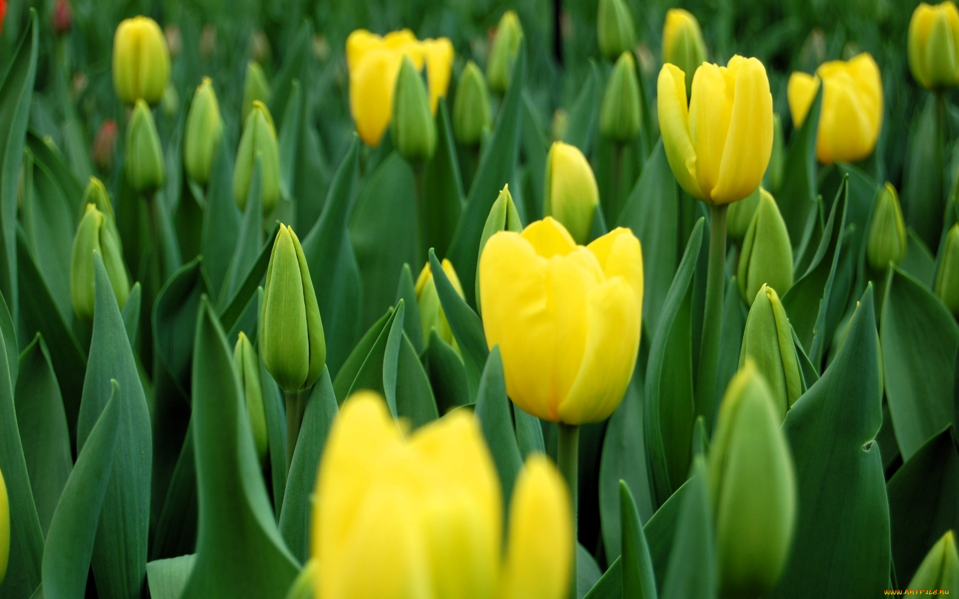цветы, тюльпаны, желтые, поле