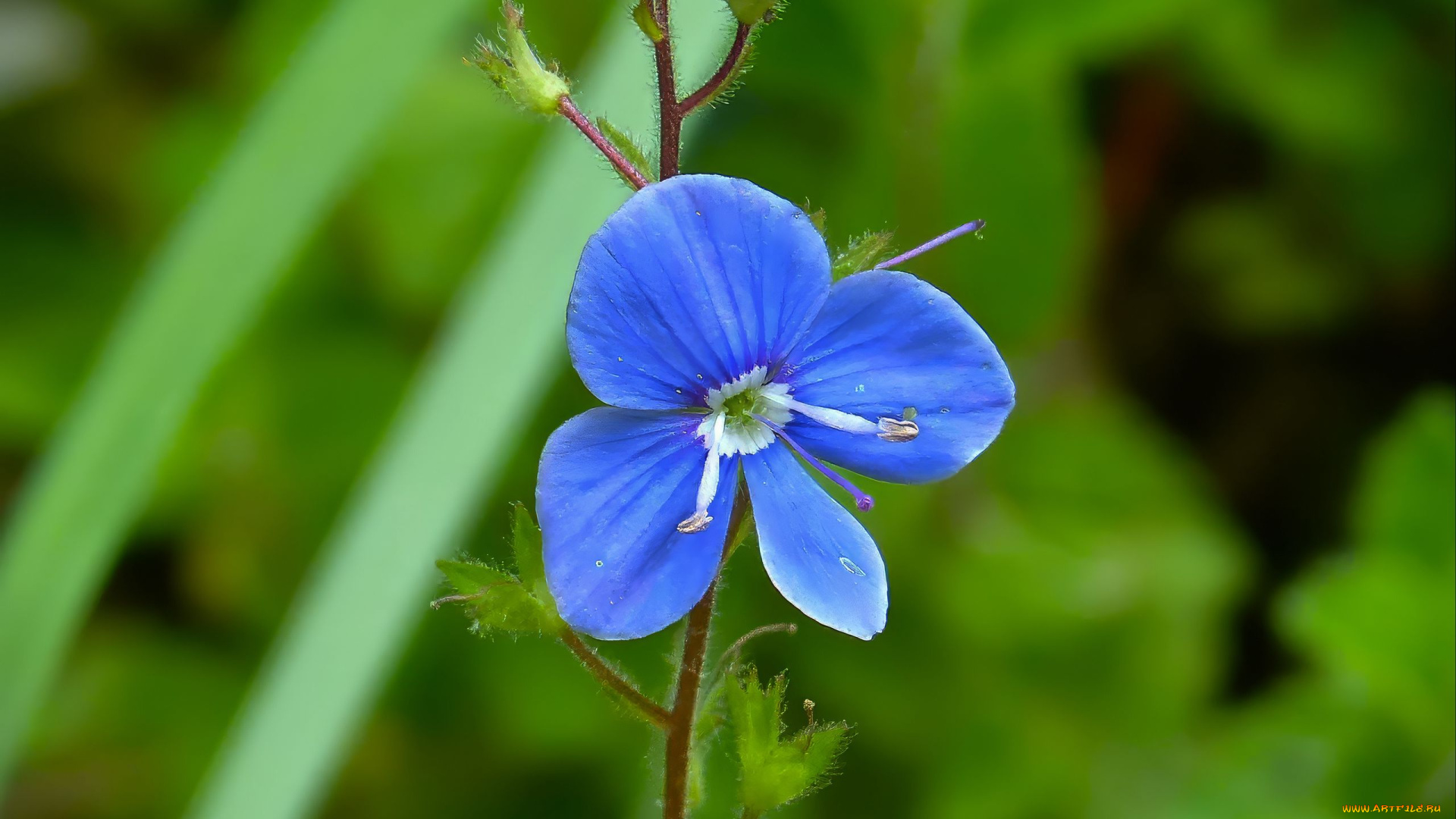 цветы, немофилы, , вероники, вероника, дубравная
