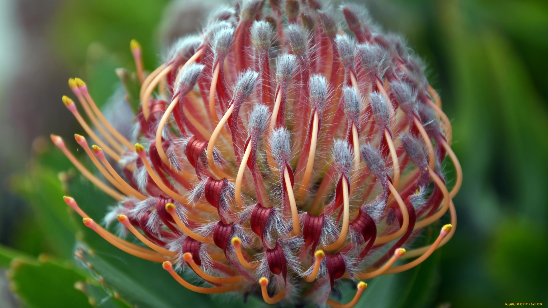 leucospermum, леукоспермум, цветы