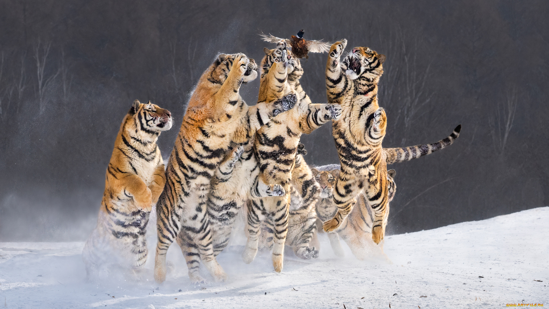 животные, тигры