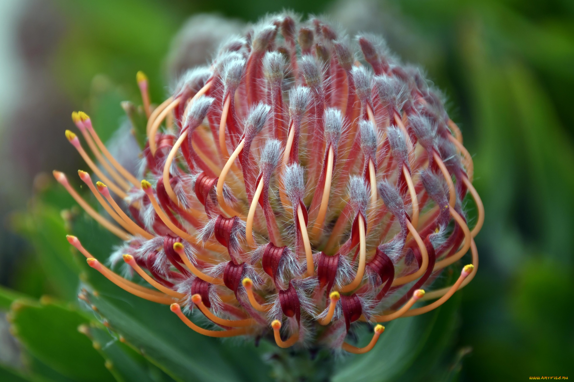 leucospermum, леукоспермум, цветы