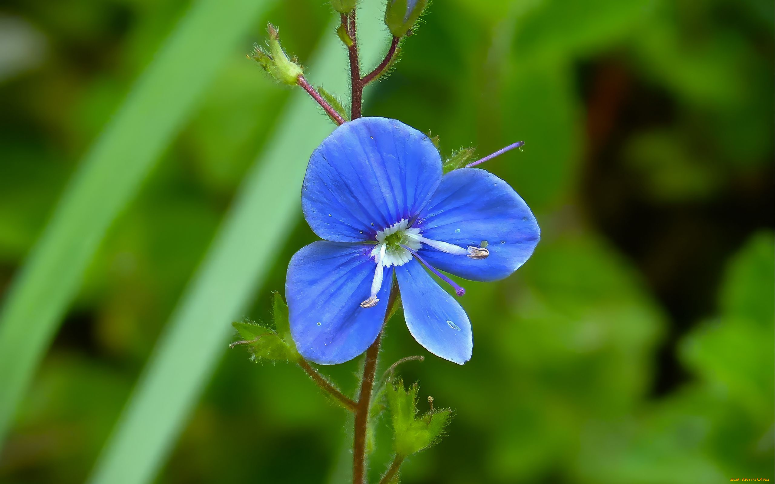 цветы, немофилы, , вероники, вероника, дубравная