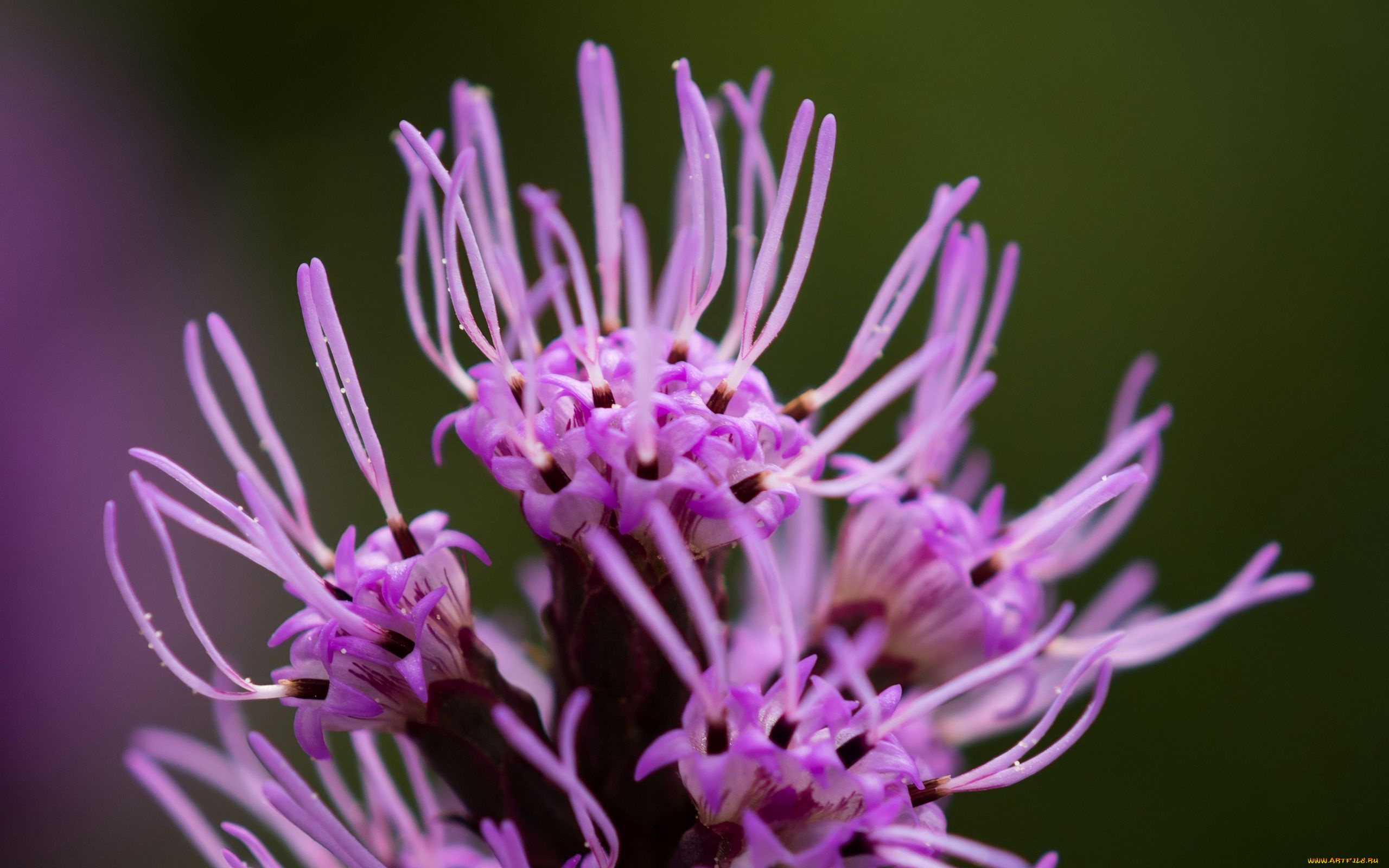 liatris, лиатрис, цветы