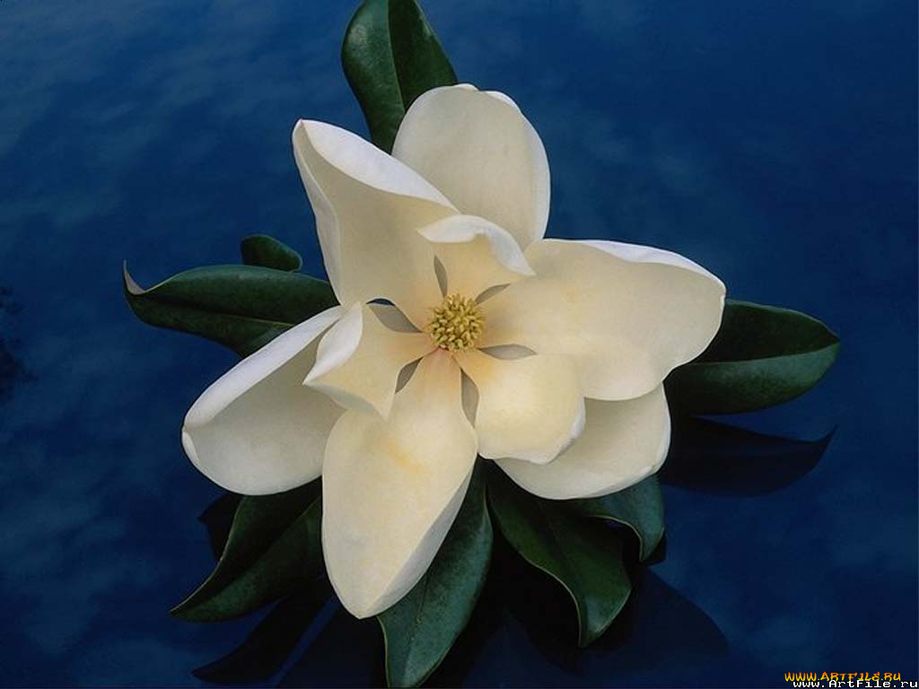 цветы, магнолии