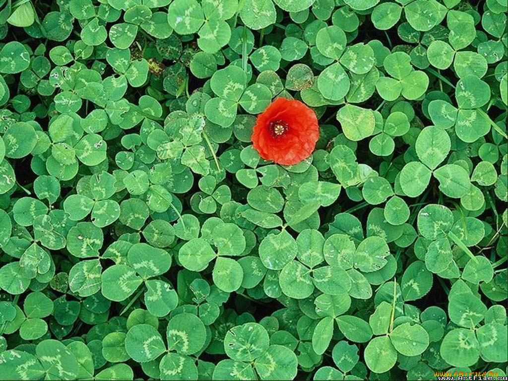 цветы, маки